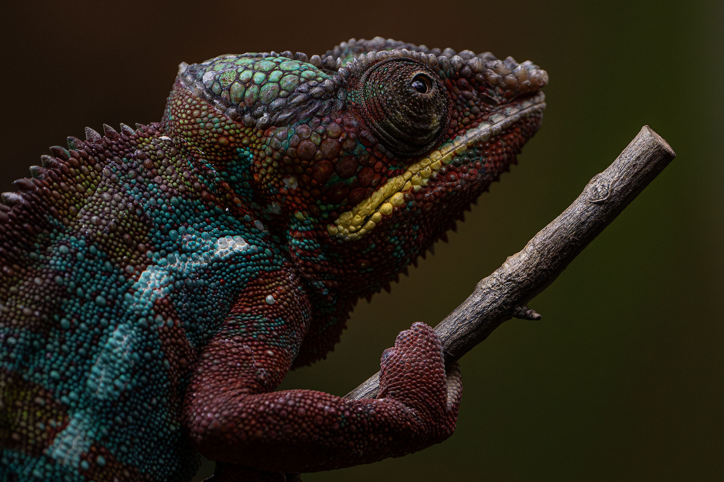 Chameleon