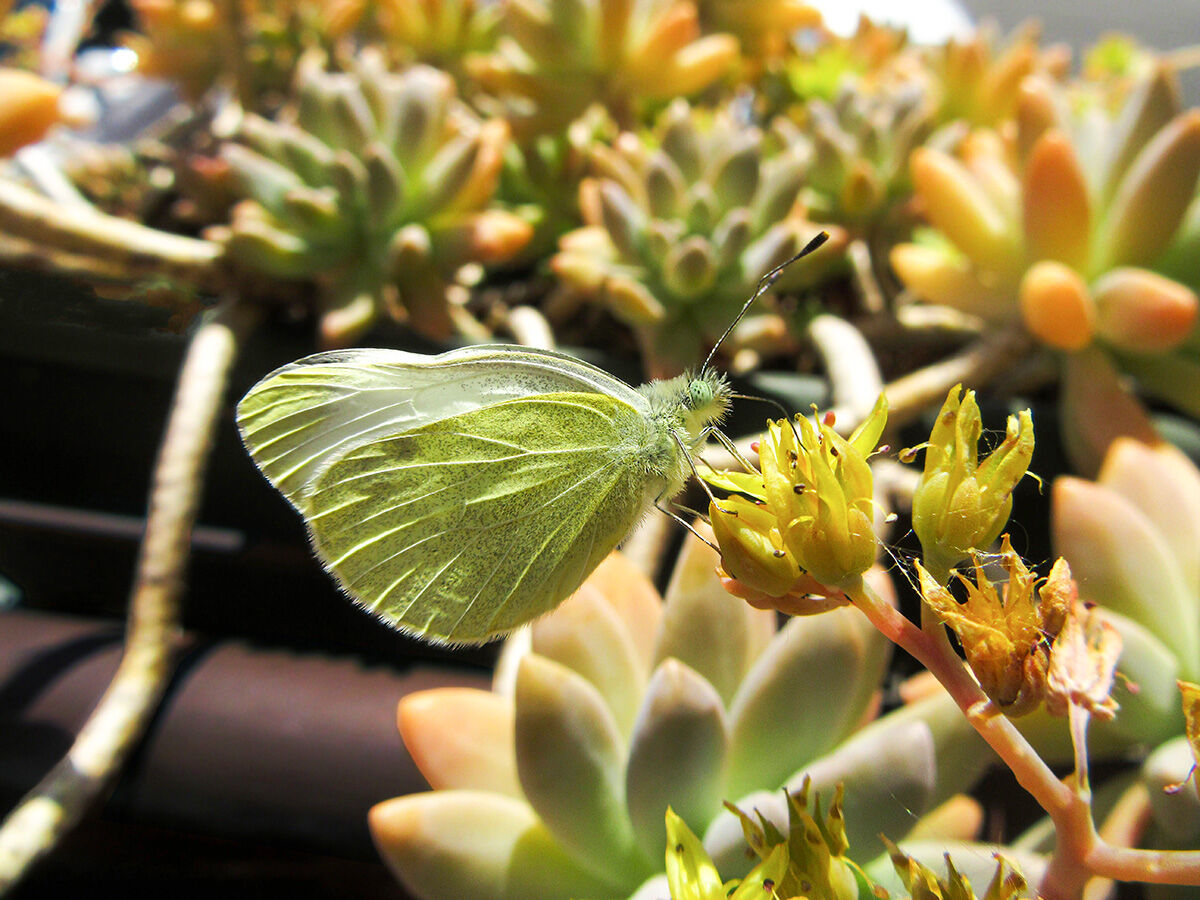 Pieris
