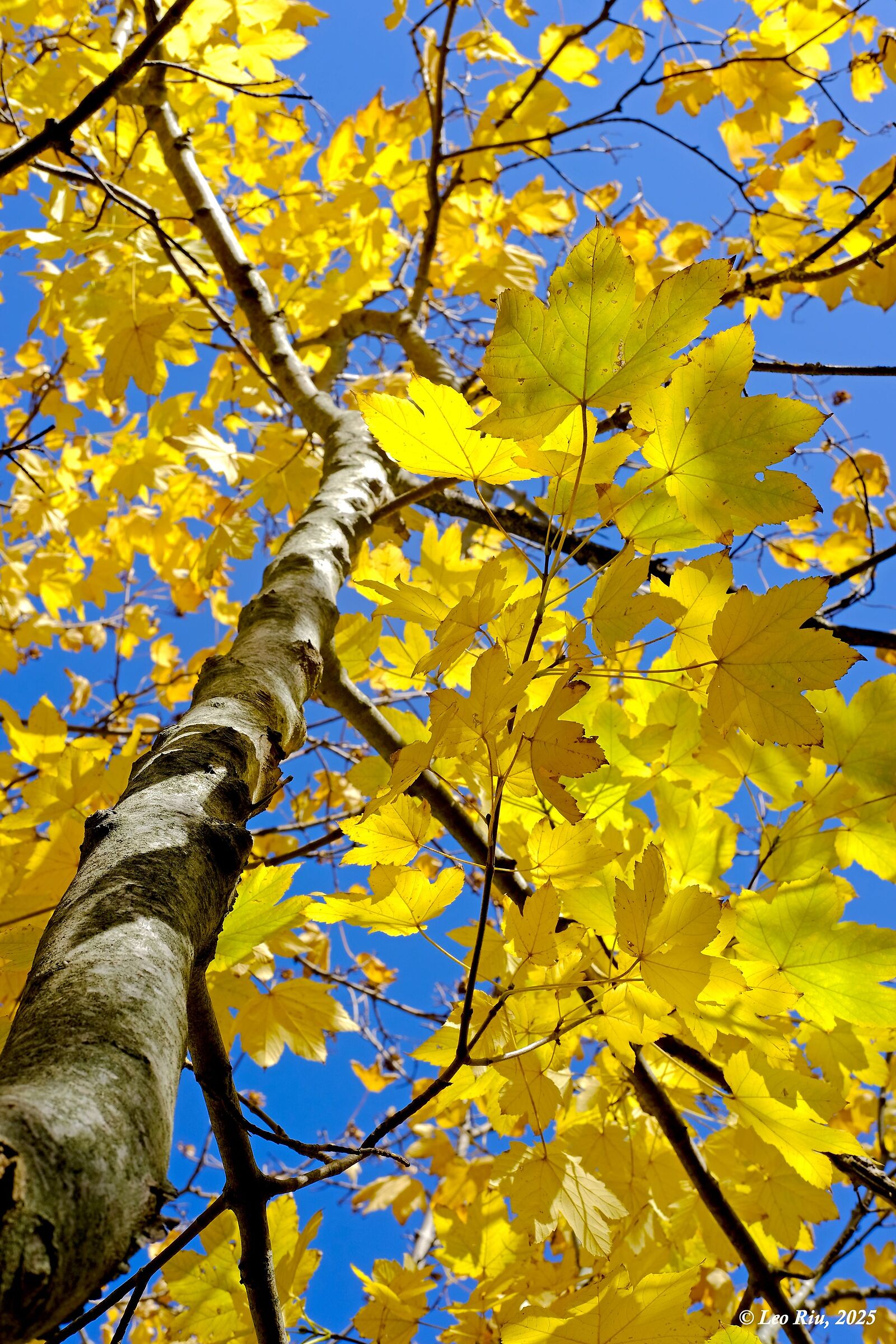 Yellow 1