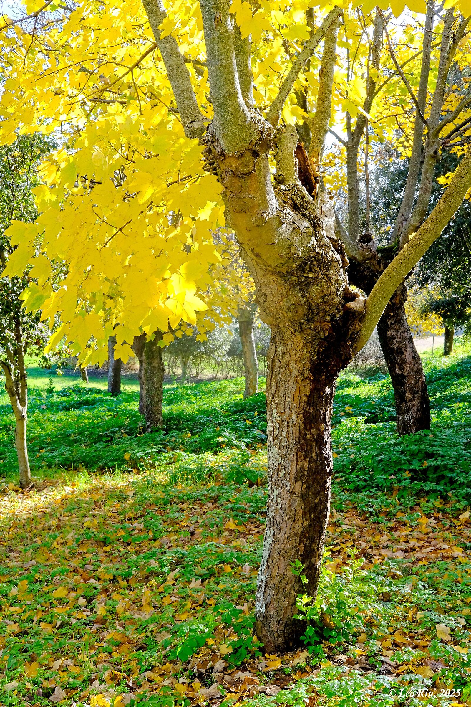 Yellow 2