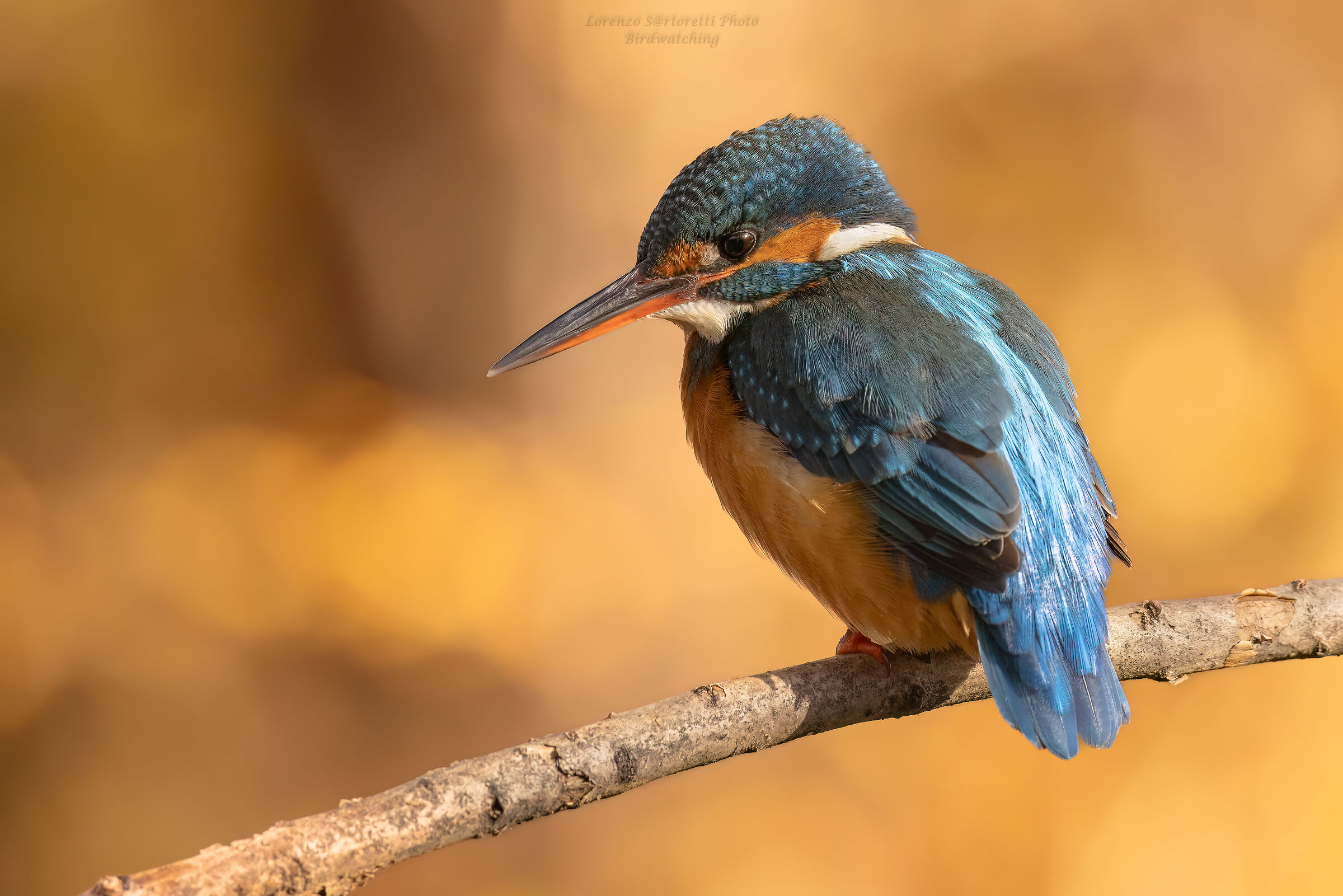 Kingfisher F.