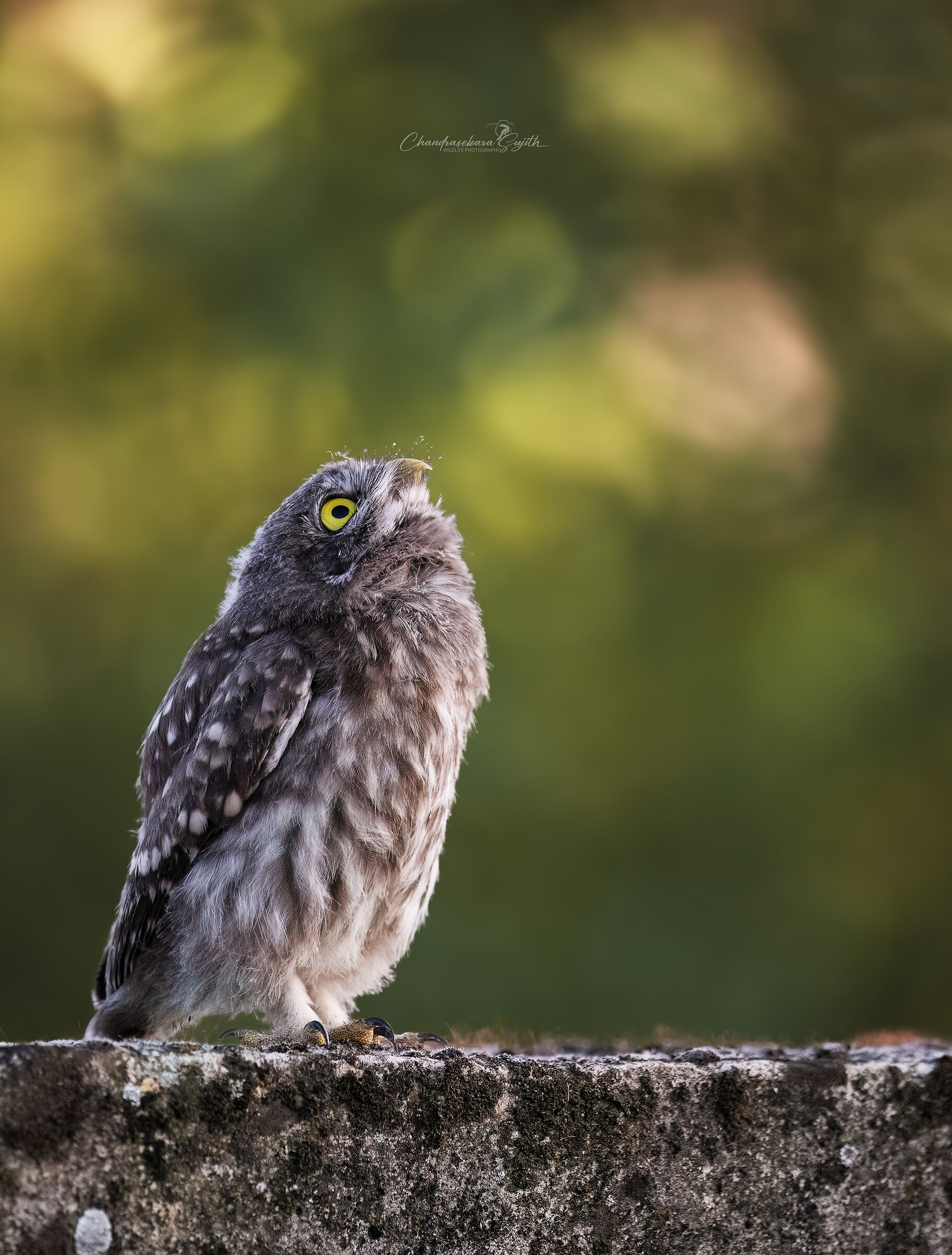 Young owl