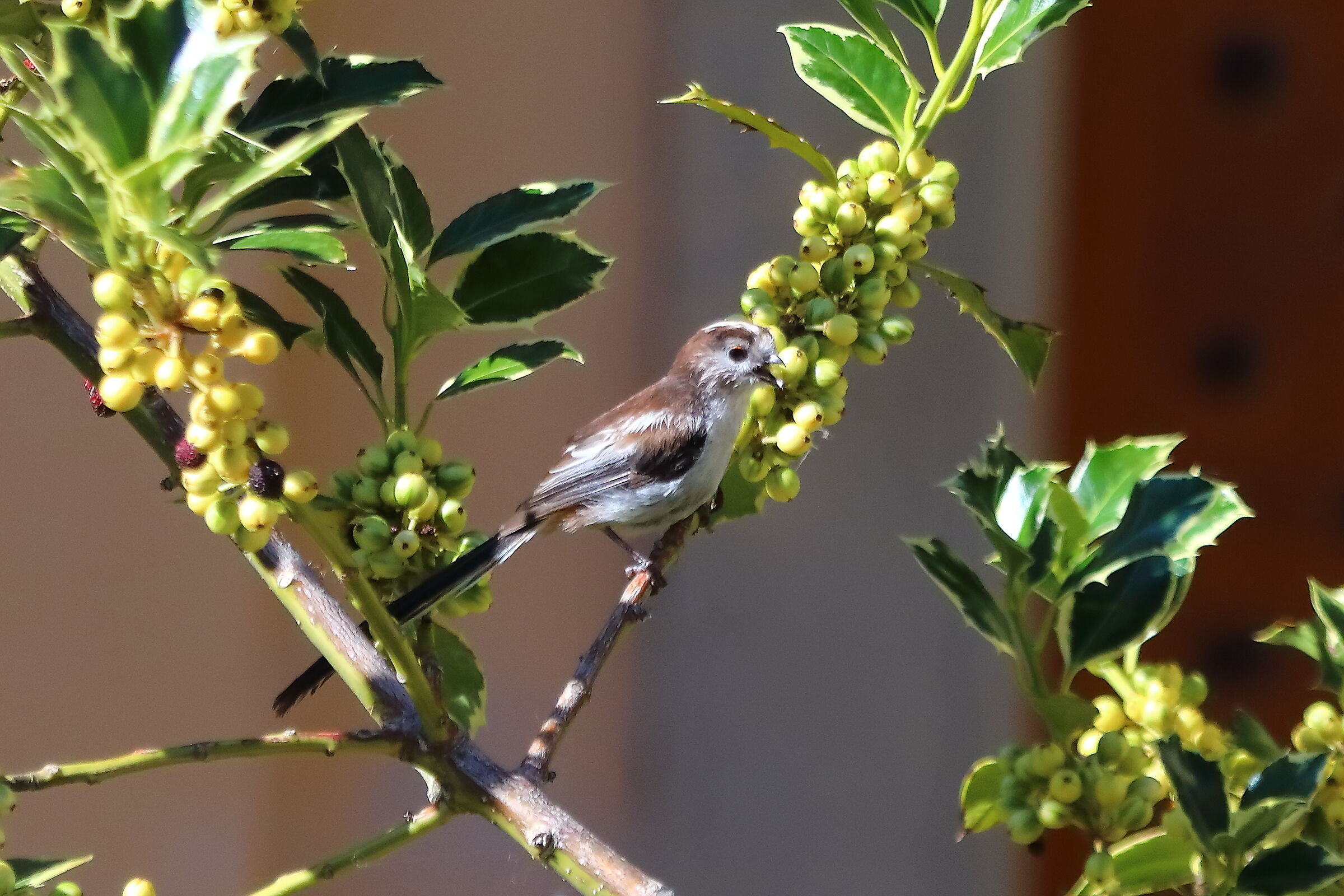 Codibugnolo 09 luglio 2025 - 0086