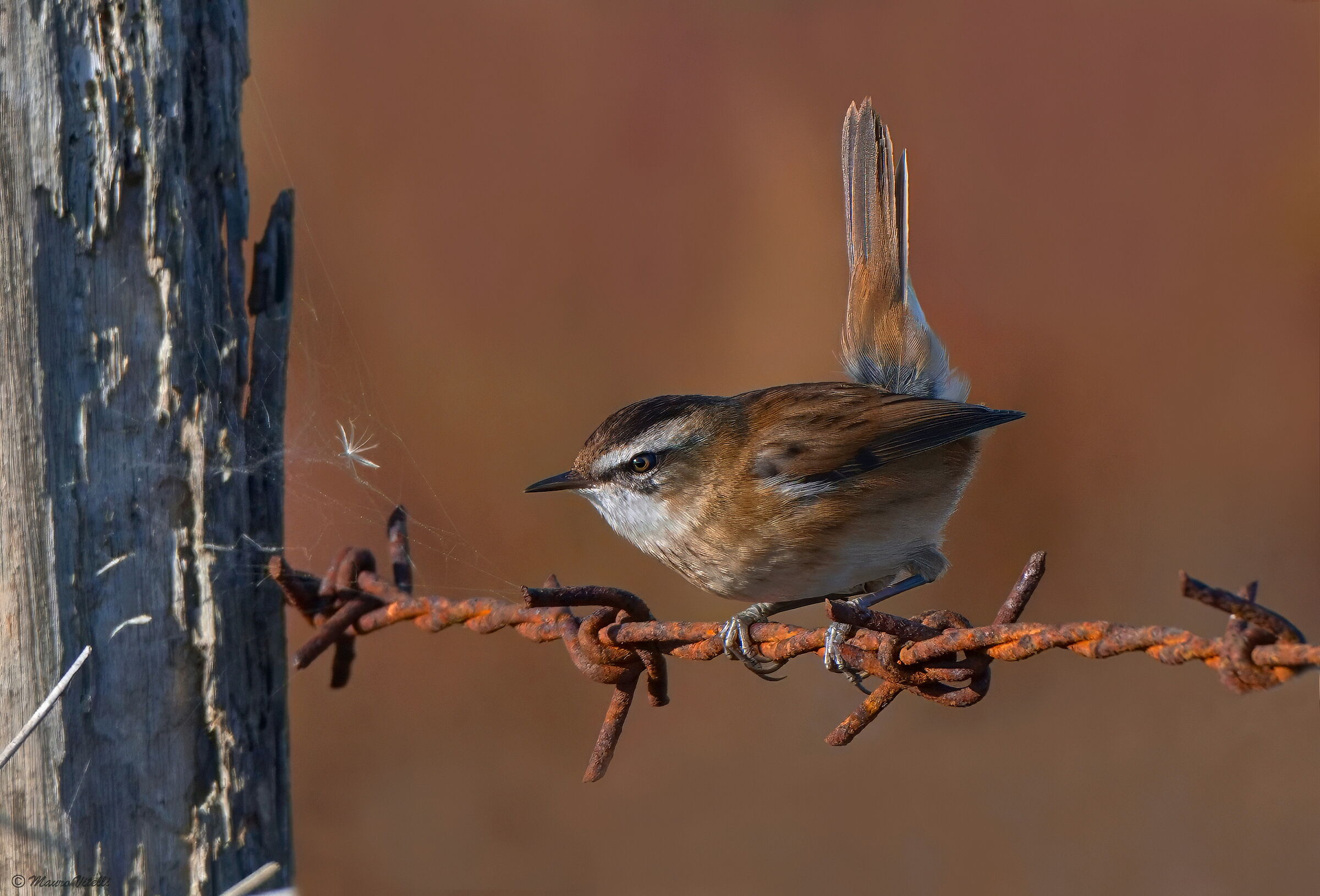 Chestnut Warbler (Acrocephalus melanopogon)