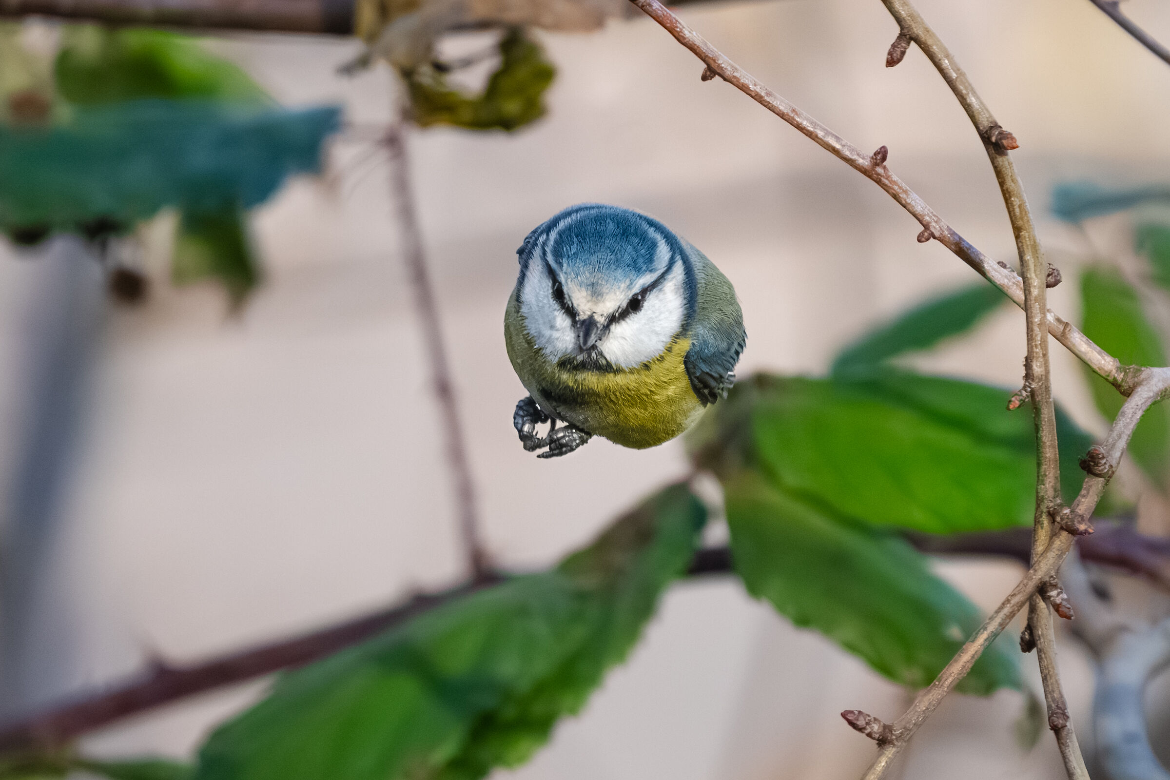 cinciarella al volo