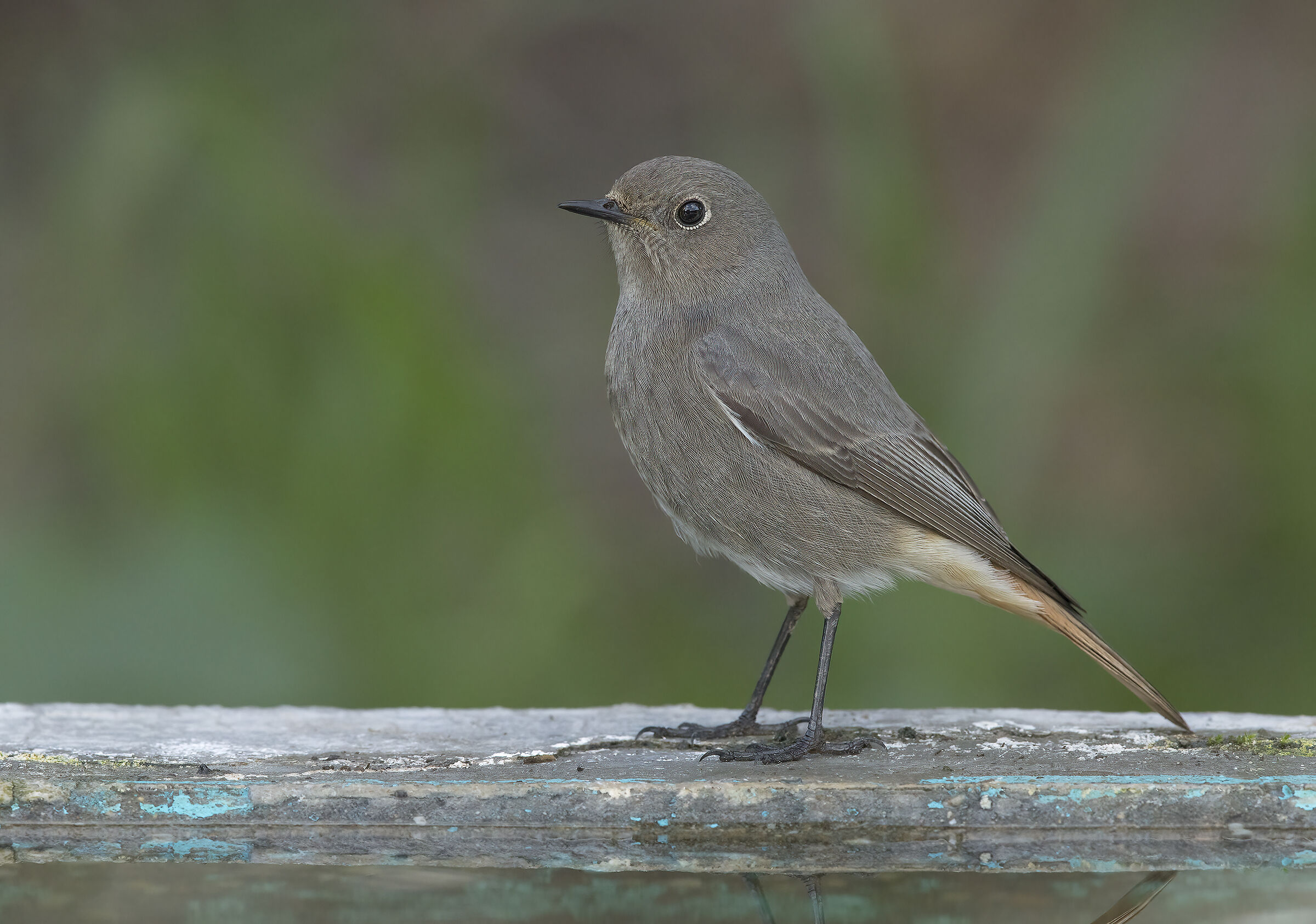 black redstart