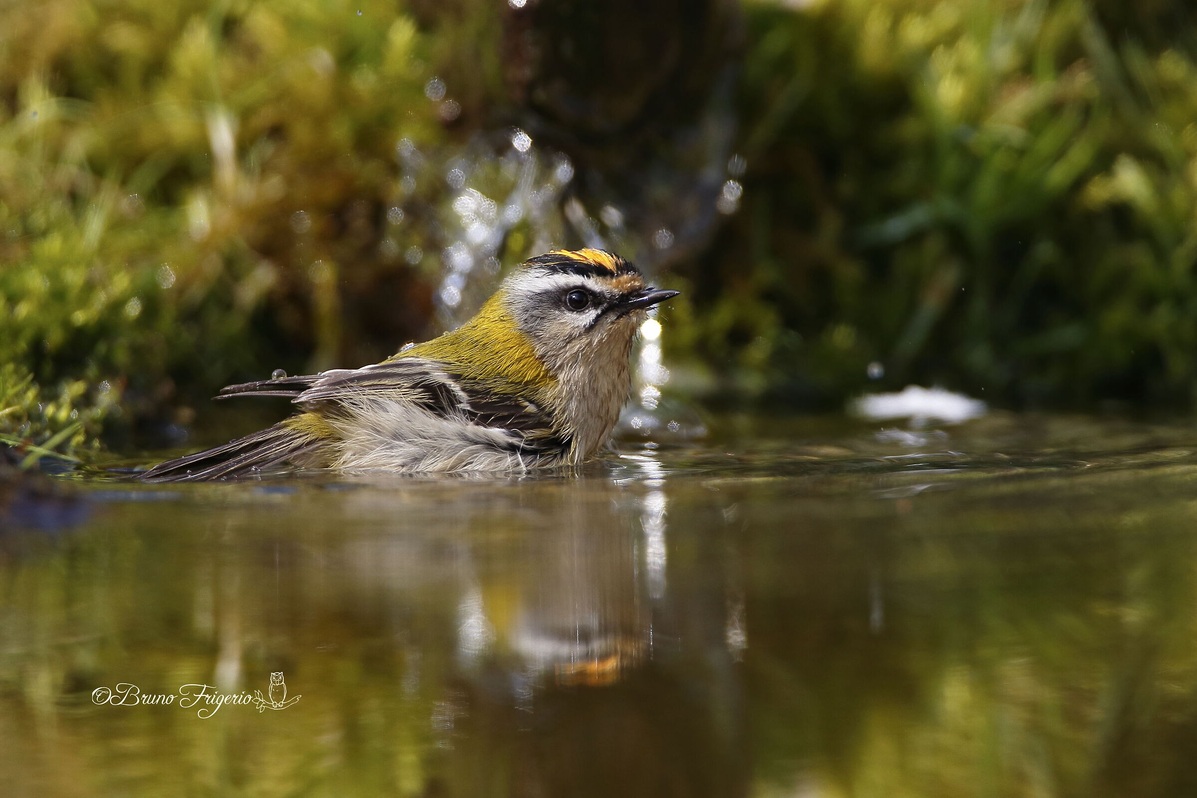 firecrest