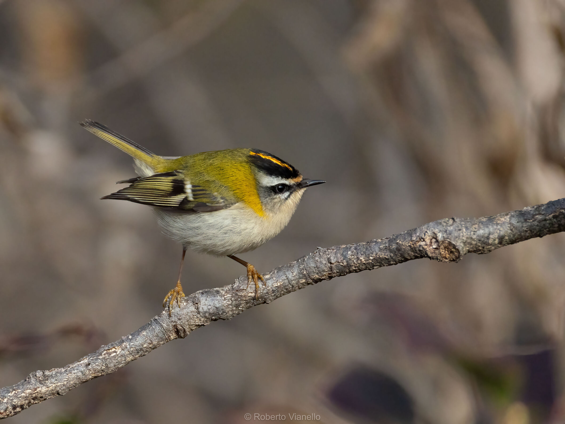 Fiorrancino (Regulus ignicapilla)