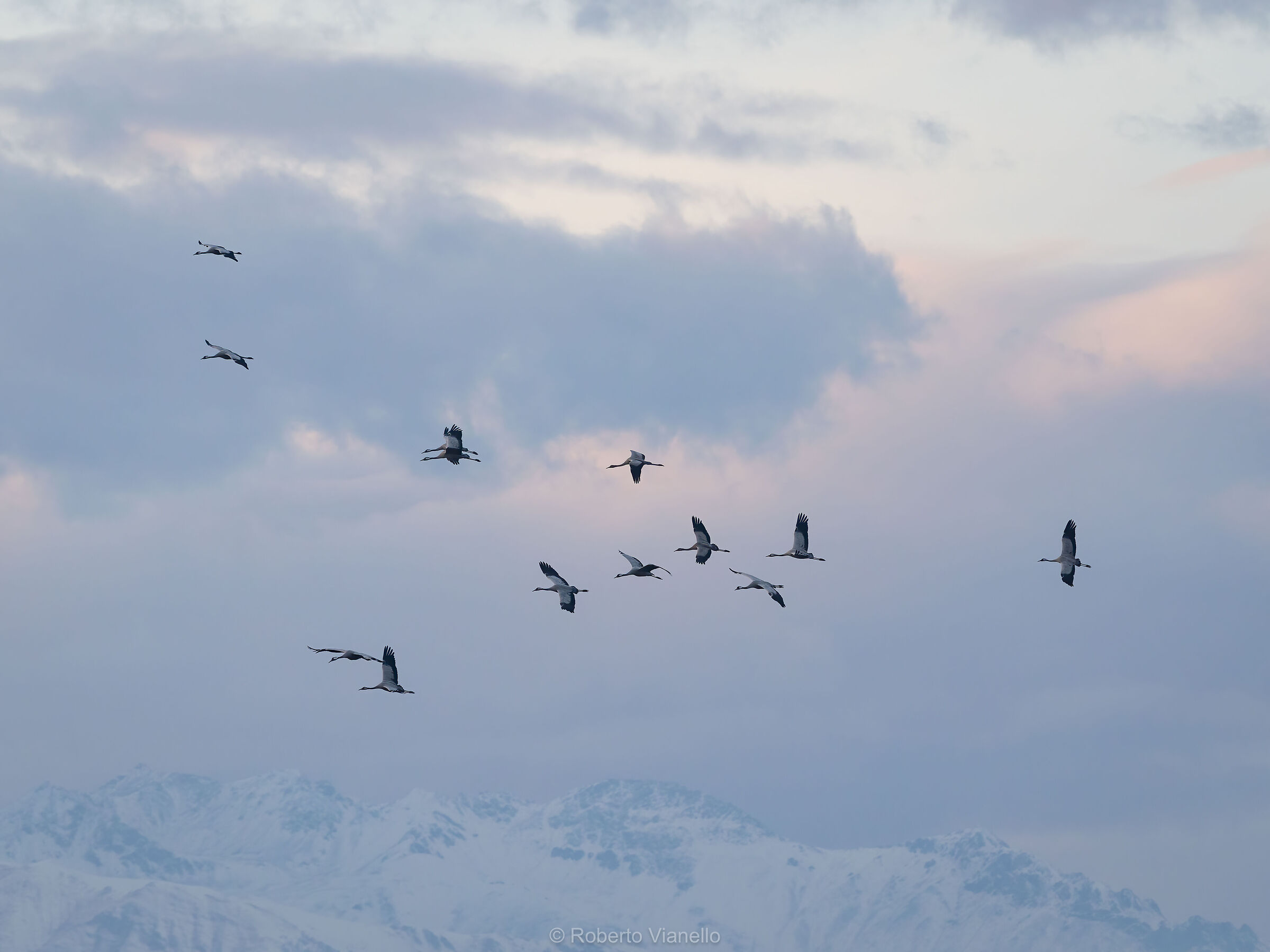 Gru cenerine (Grus grus)