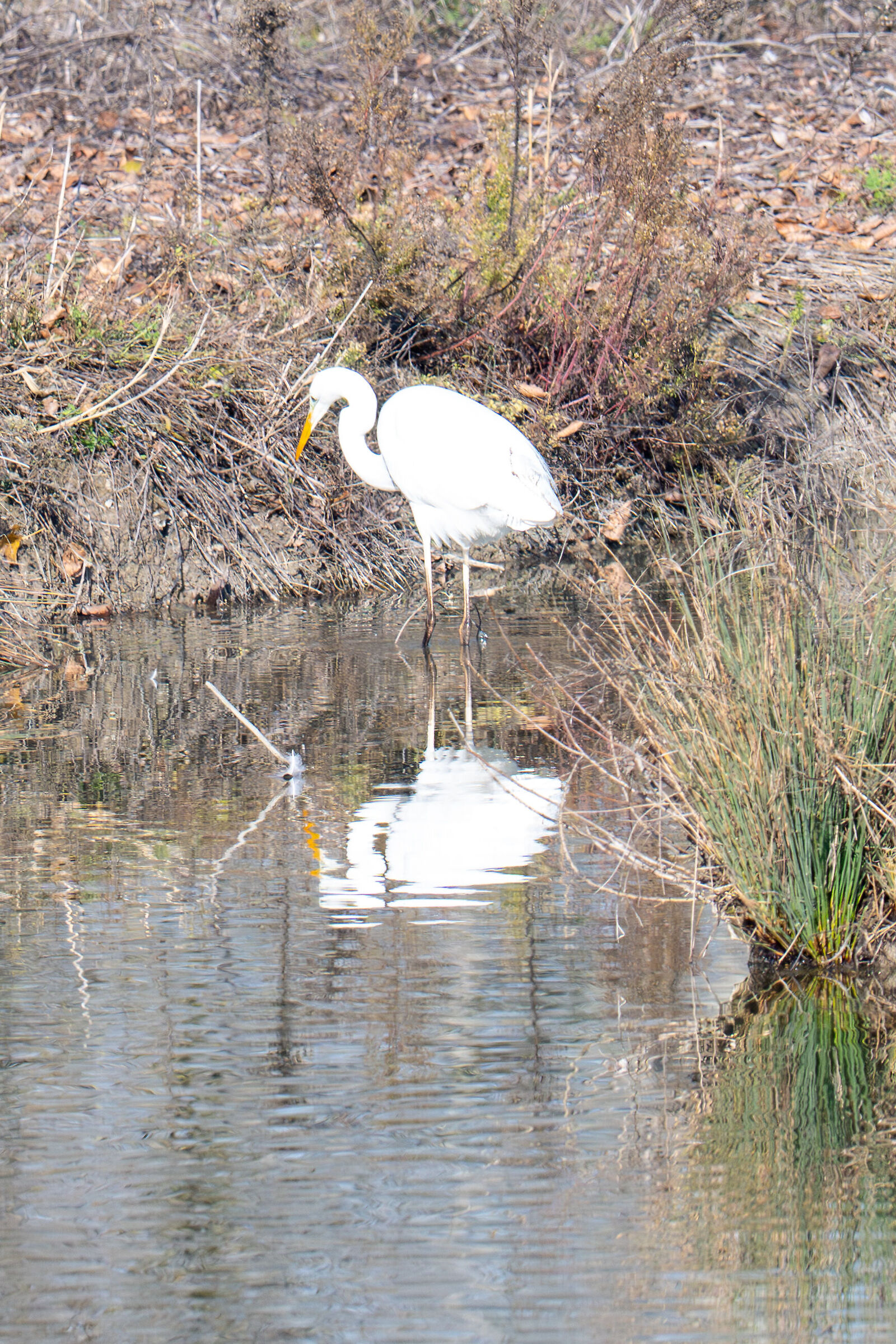 Ardea Alba