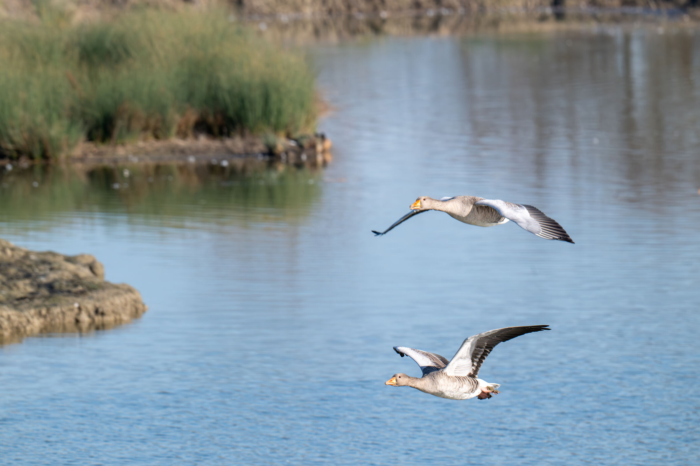 goose