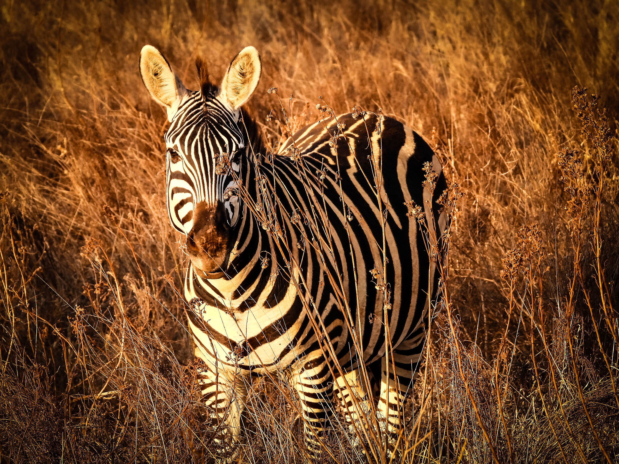 Zebra Kenya