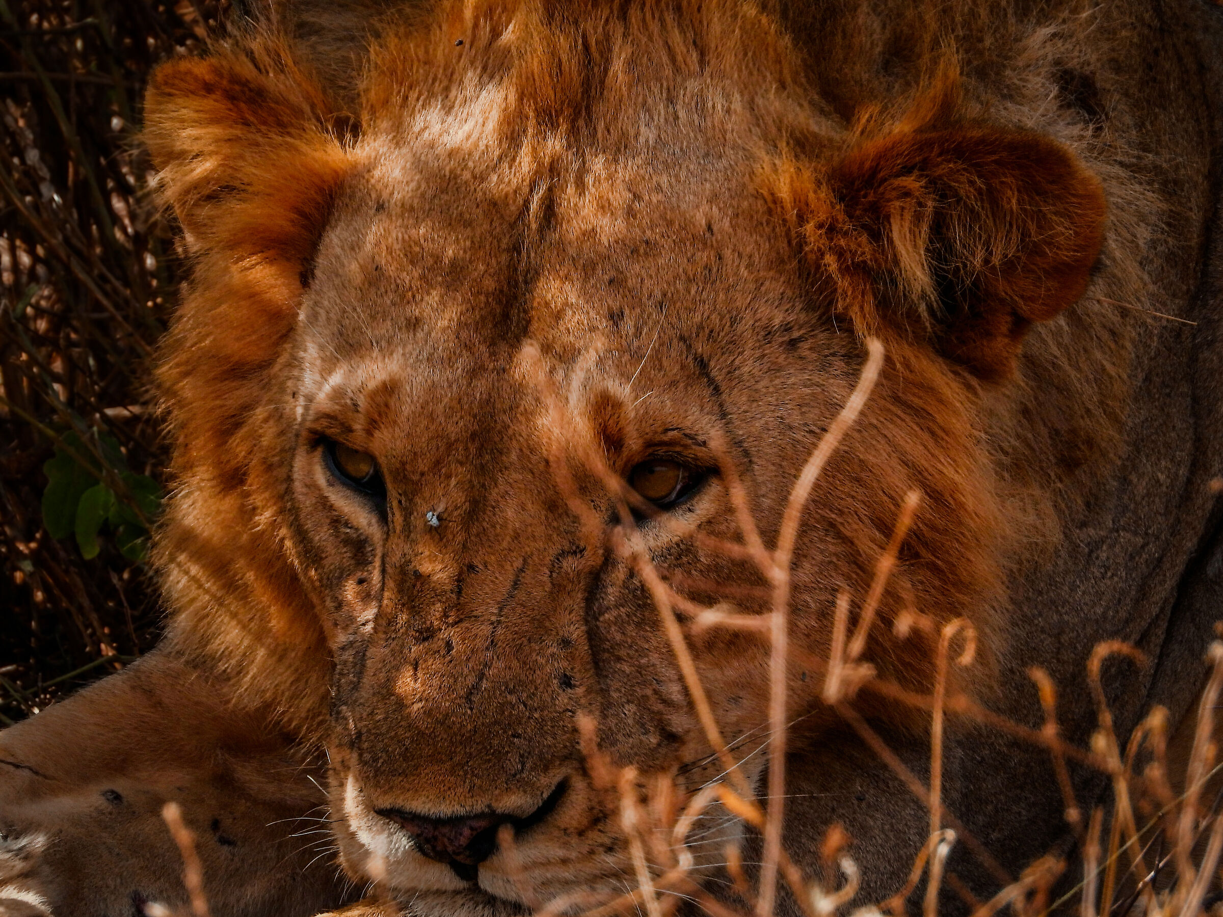 Leone Kenya