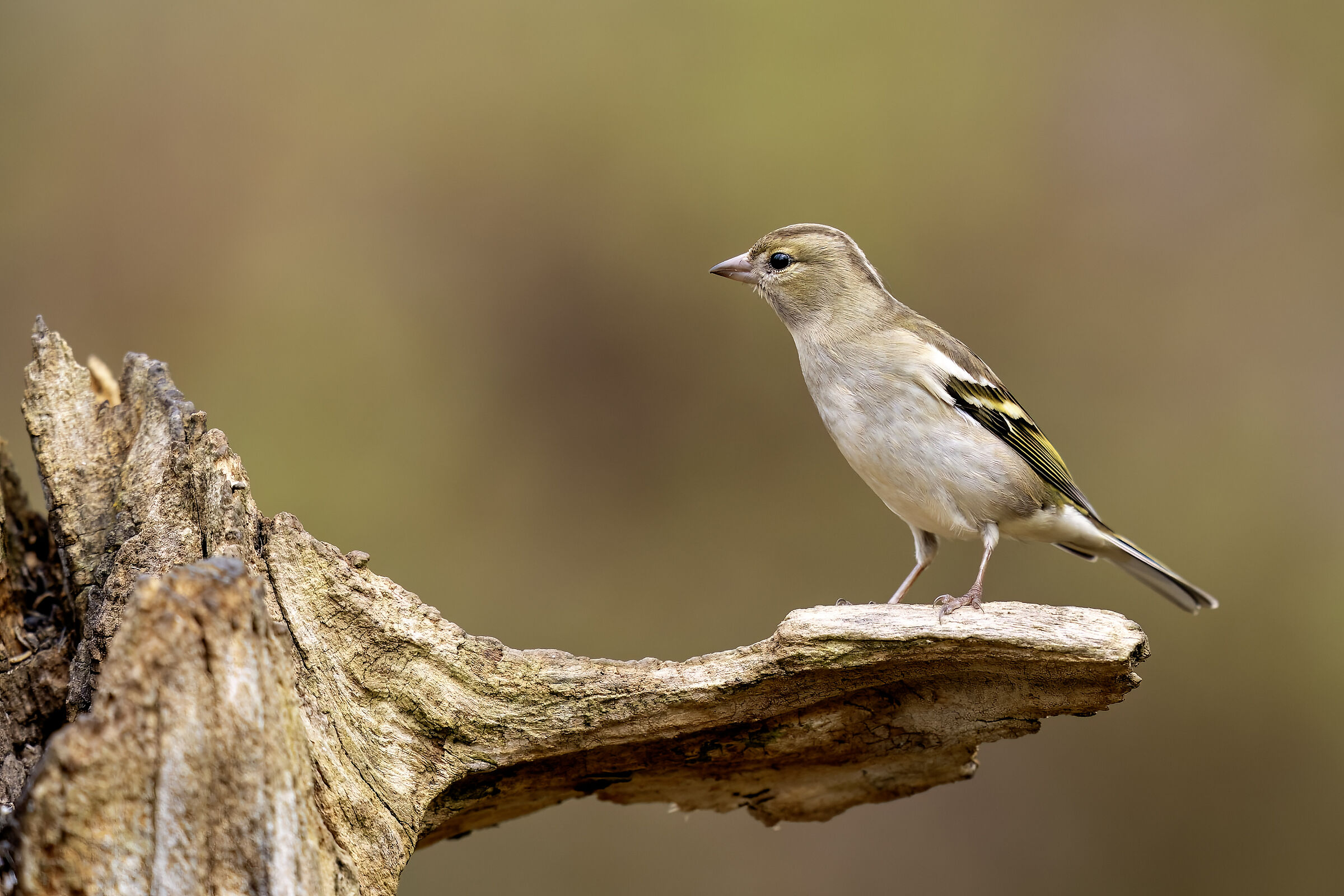 Female Fringilla Coelebs