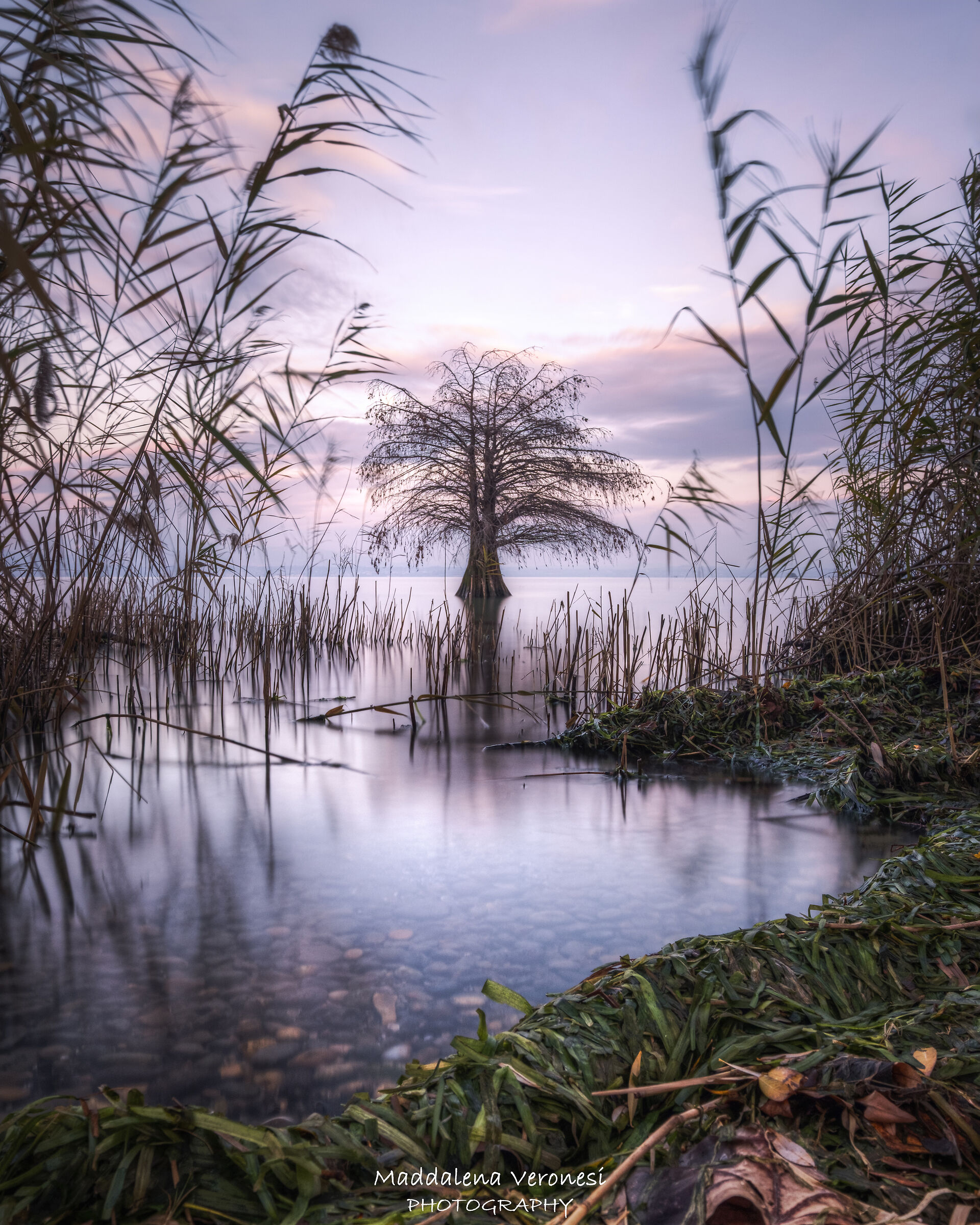 Albero Solitario