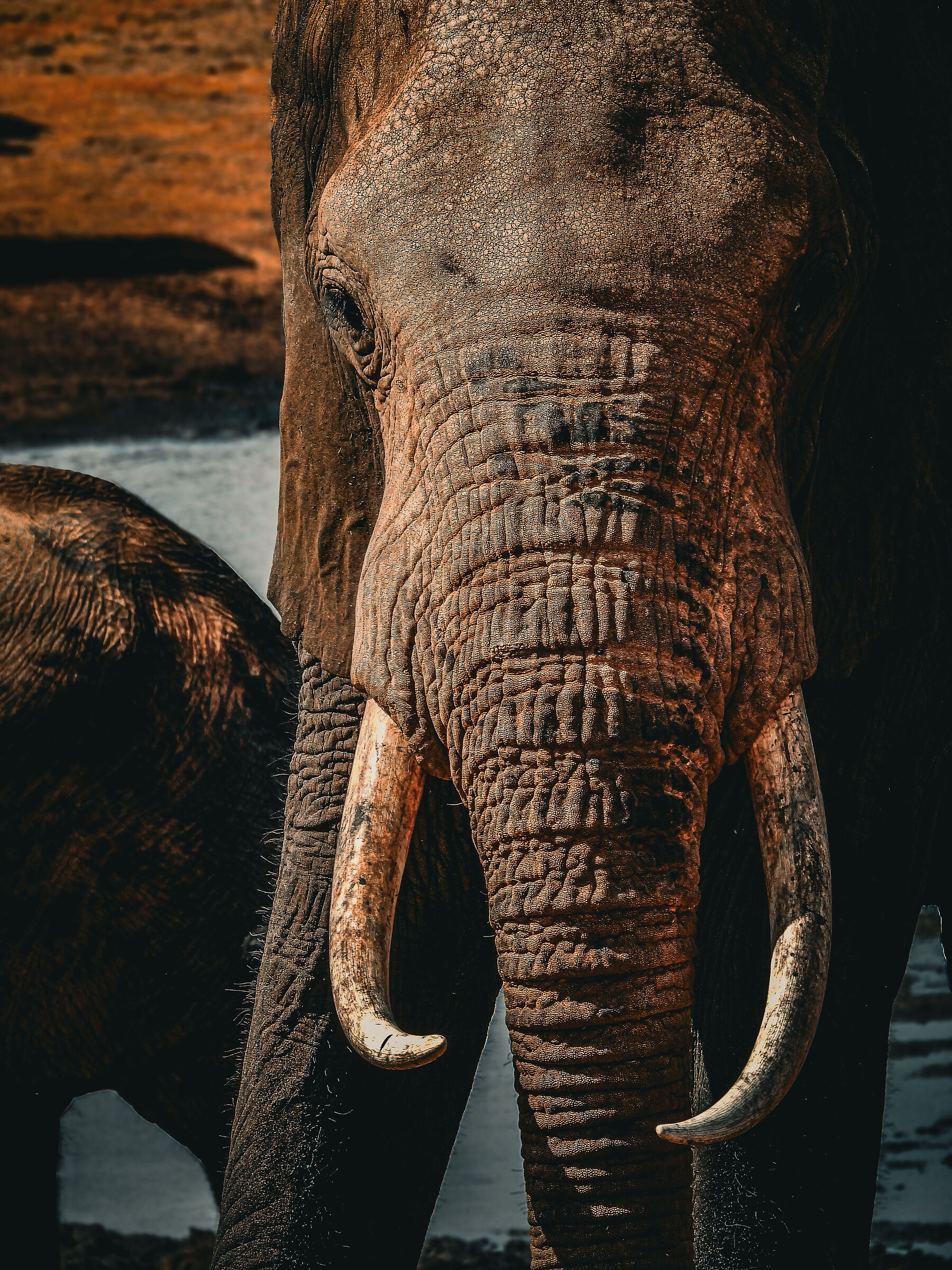 Elefante Kenya