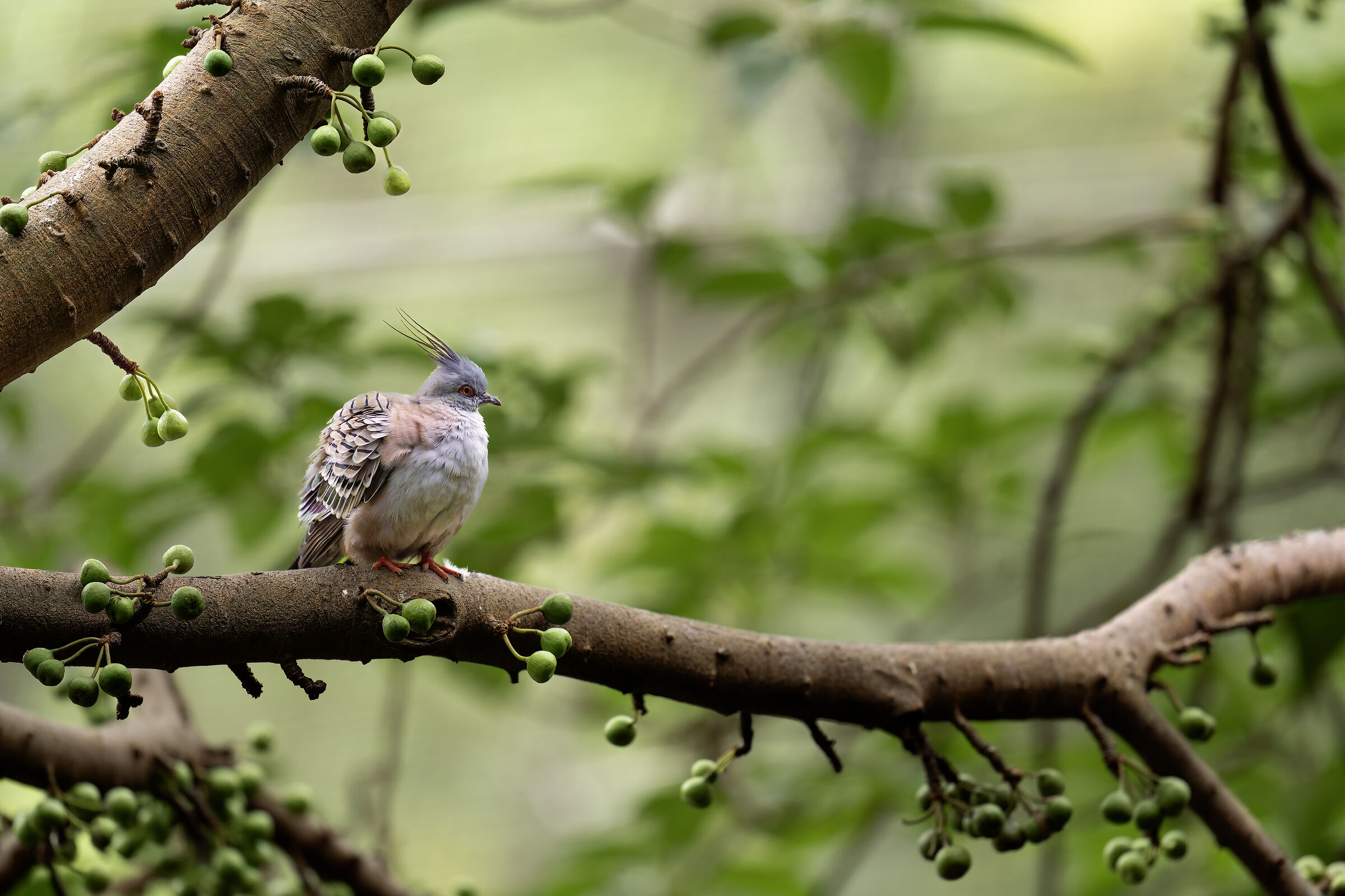 A pigeon a little special