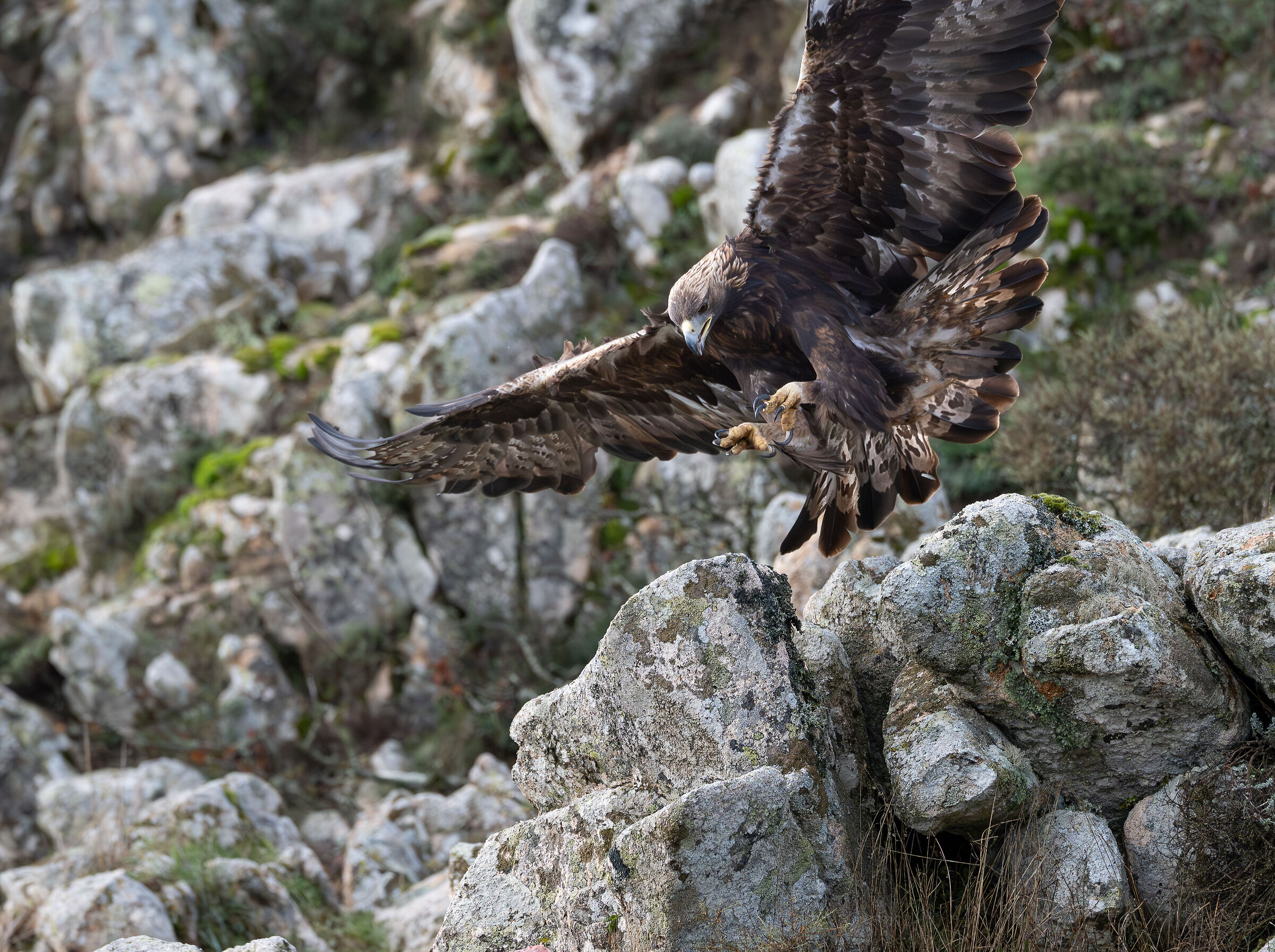 Aquila reale sarda