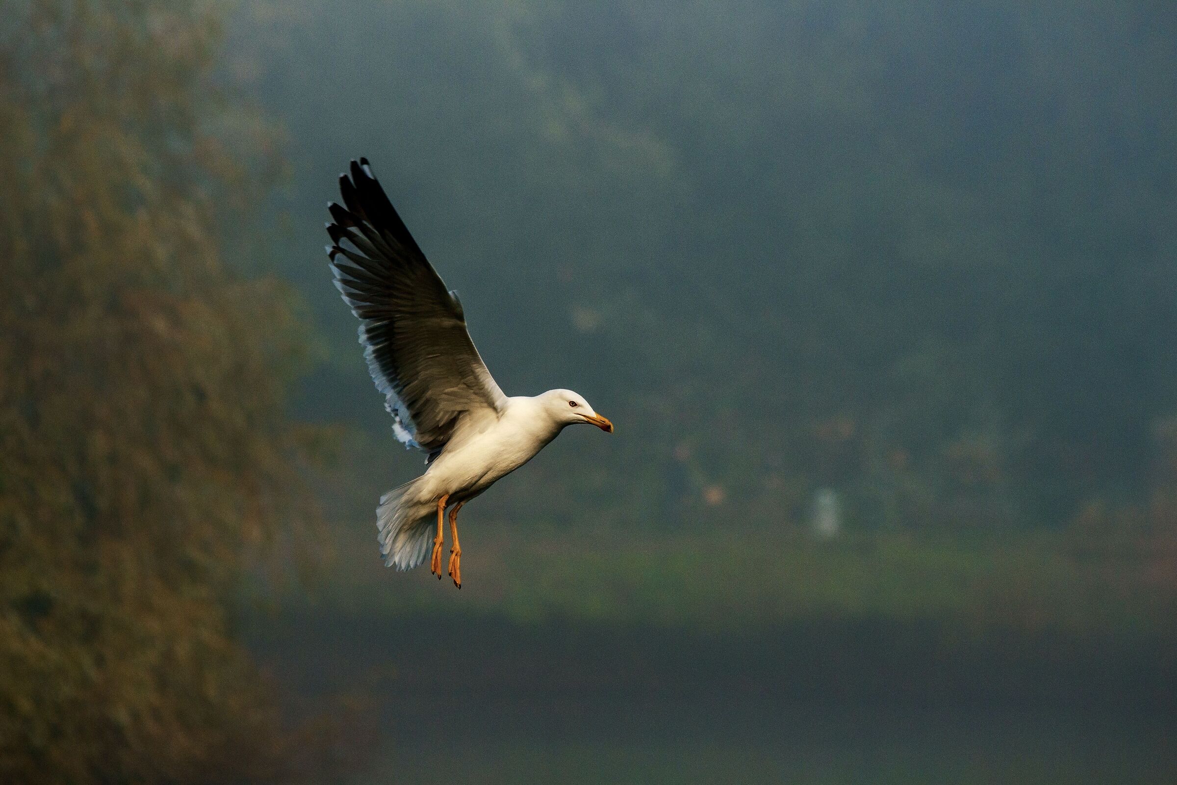 In volo