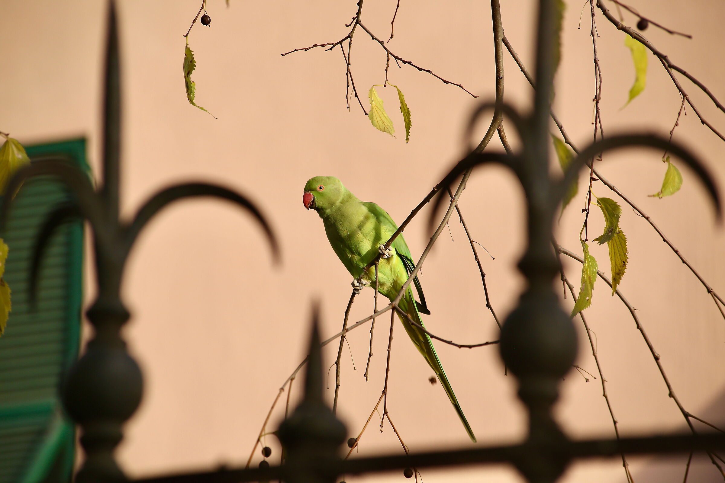 Urban parrot
