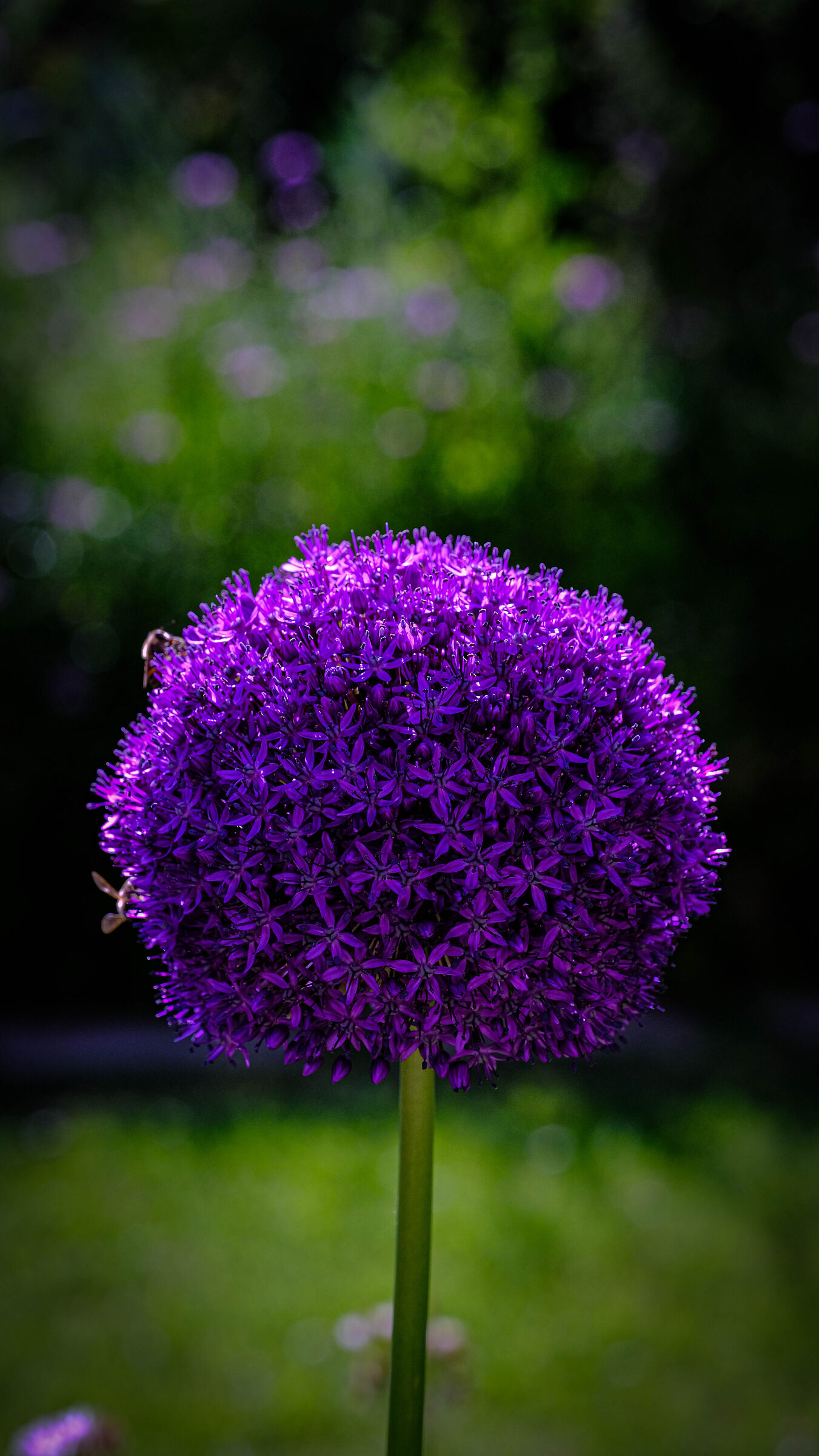 Il pallone viola