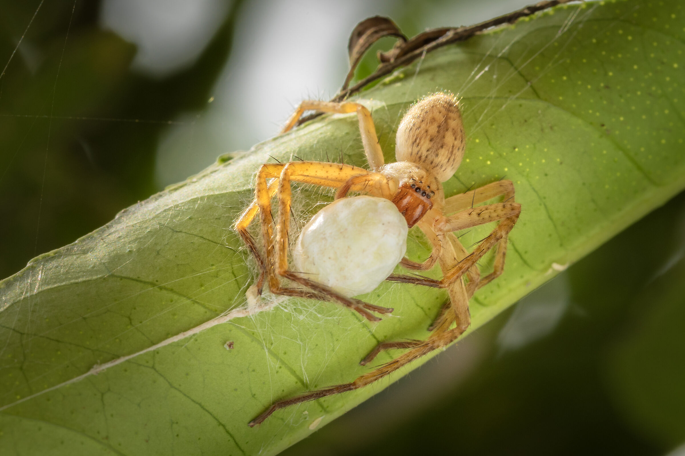 Don't you dare touch my eggs, Huntsman spider with eggs