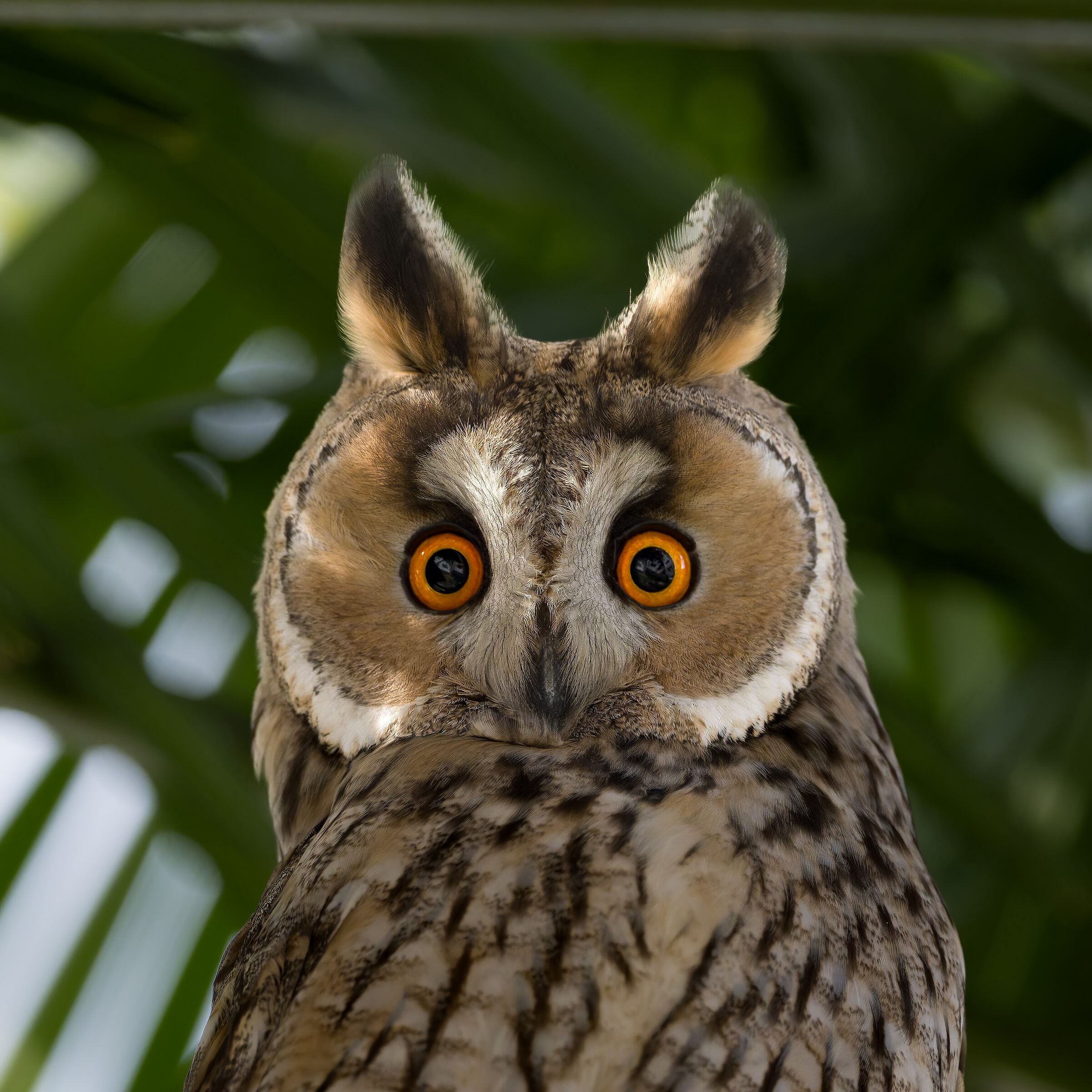 Gufo comune - Asio otus