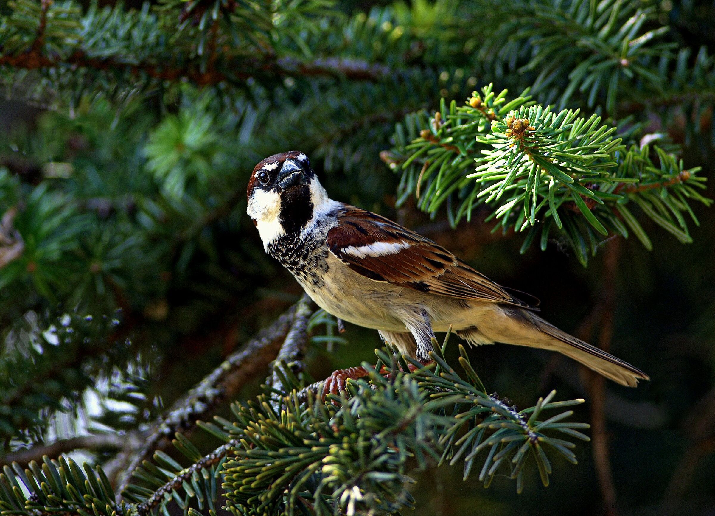 Passero "natalizio" a KM 0
