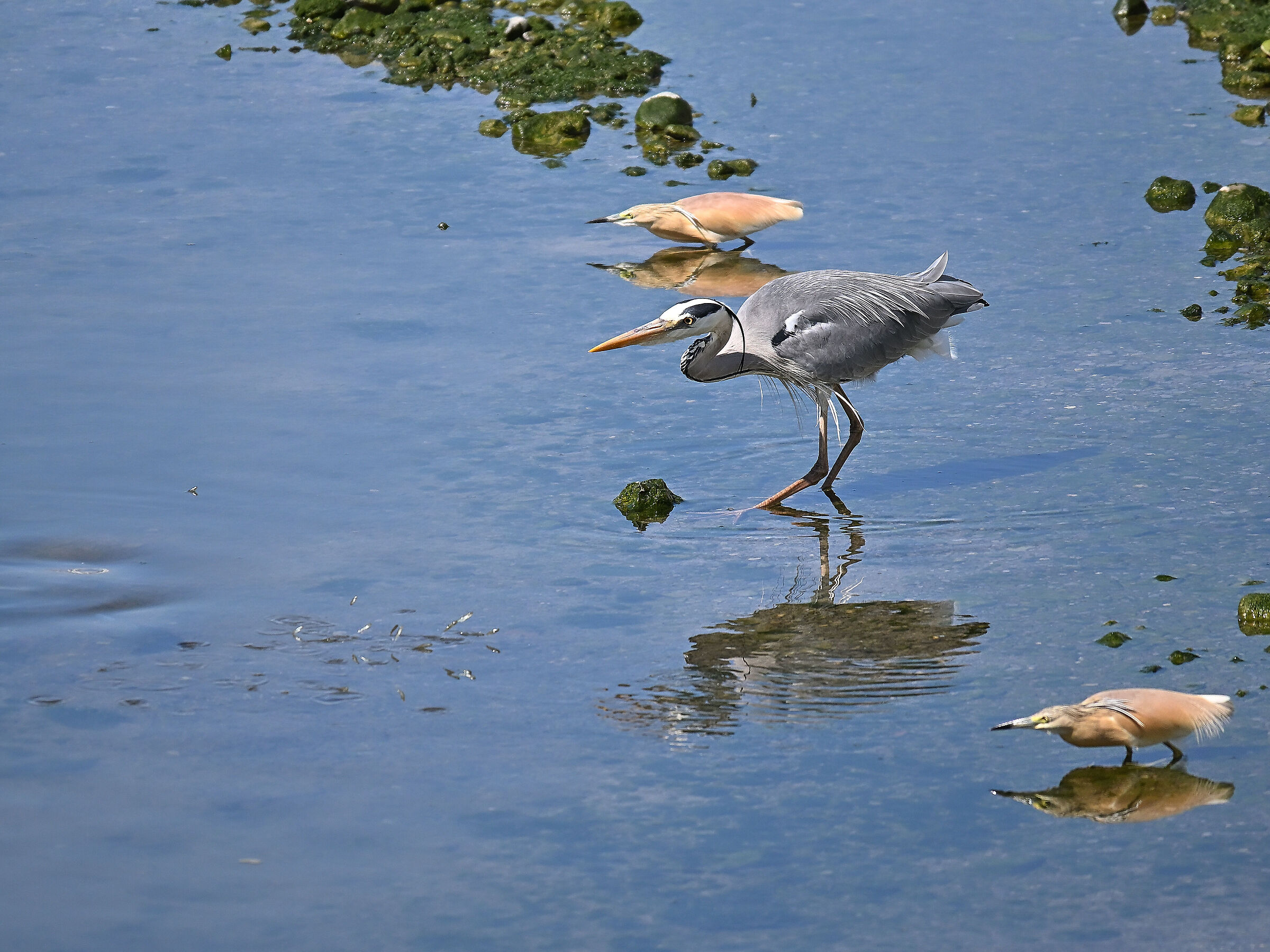 Squacco heron
