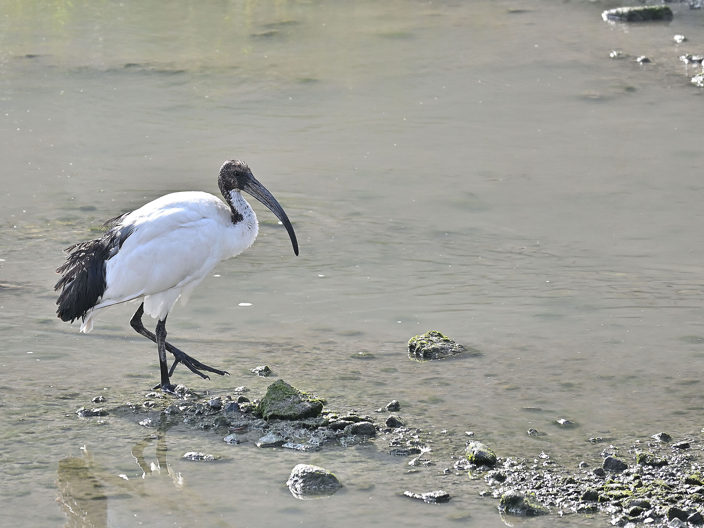 Sacred Ibis