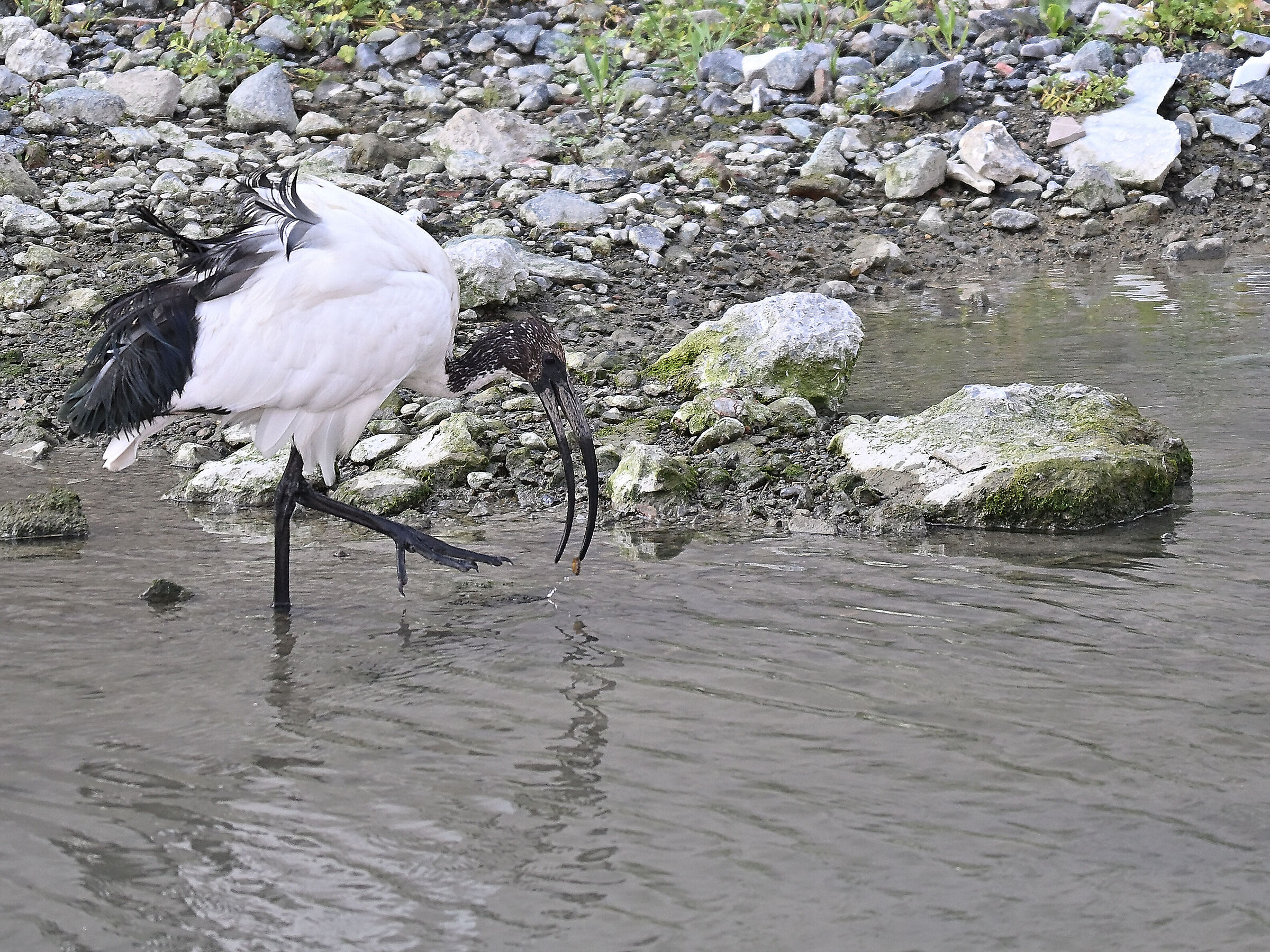 Sacred Ibis