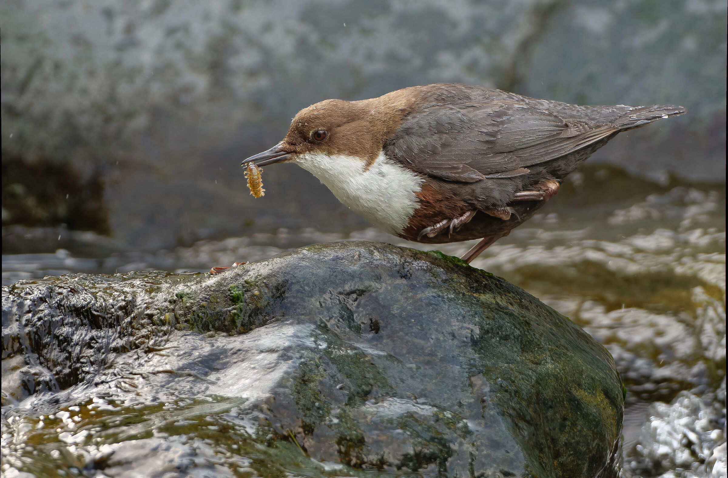 White-throated dipper.