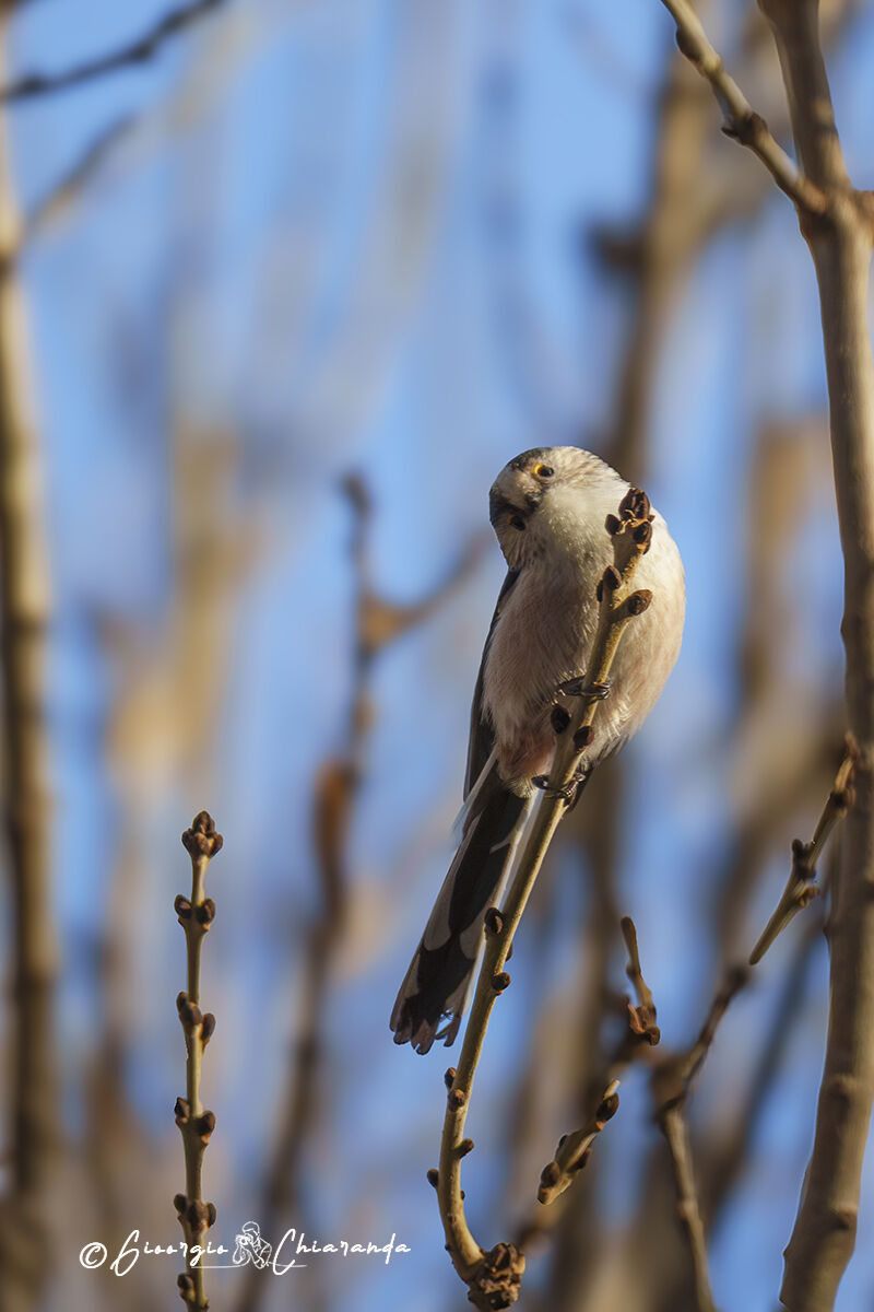 Long-tailed ( Aegithalos caudatus)