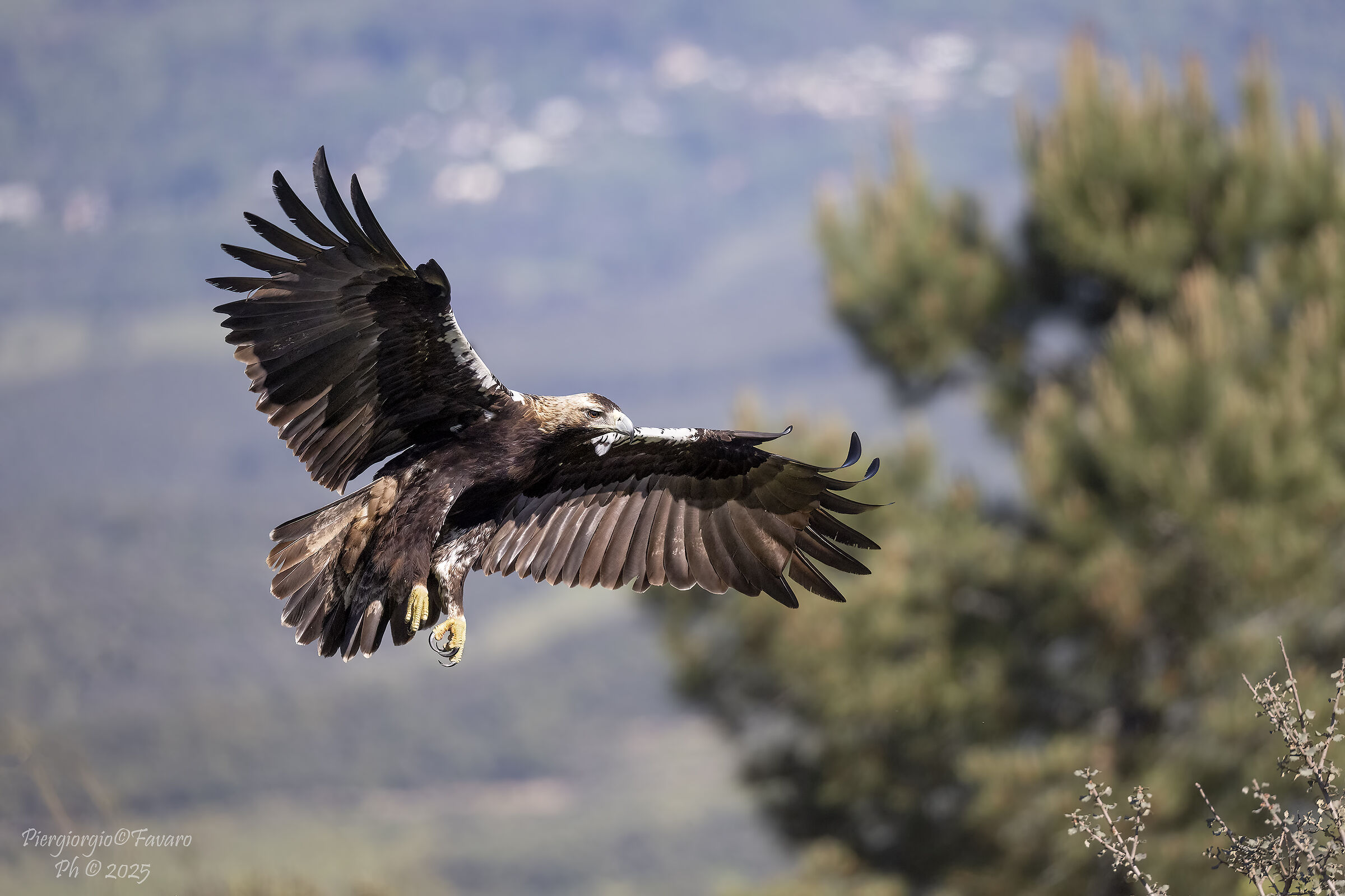 Aquila Imperiale.