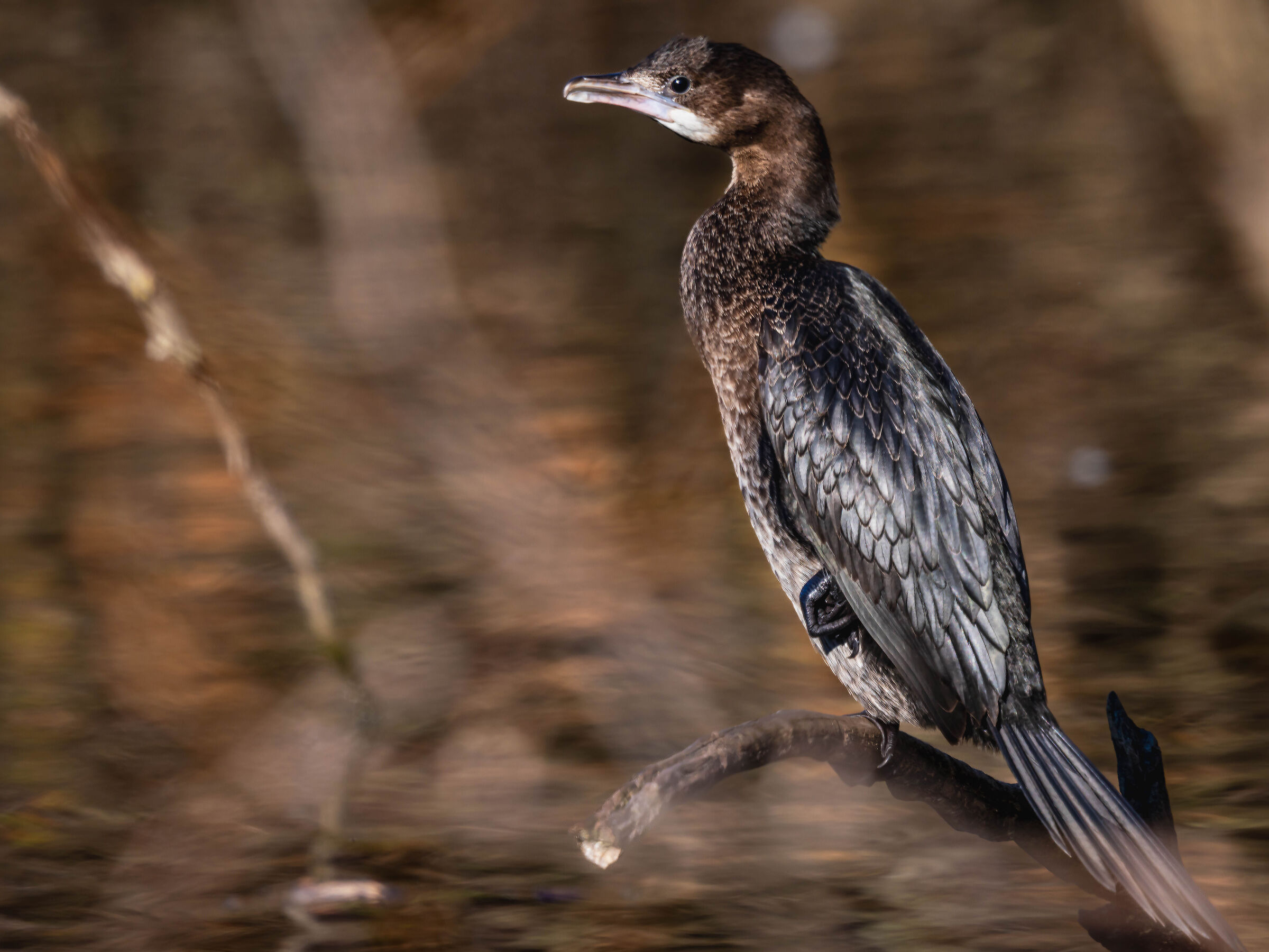 Cormoran