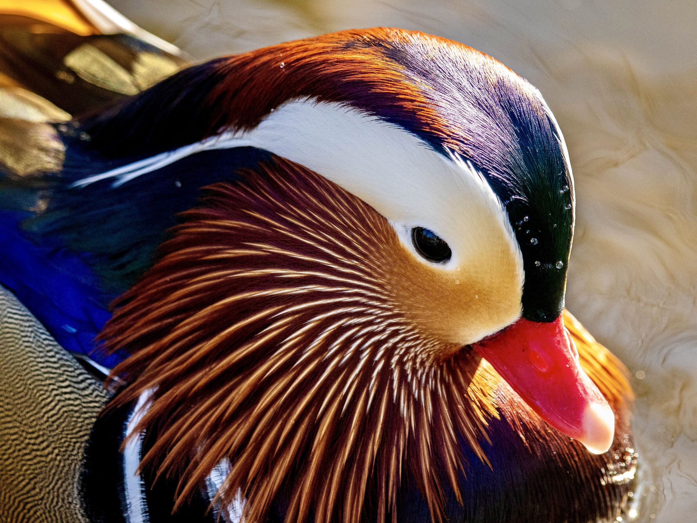 Mandarina Duck
