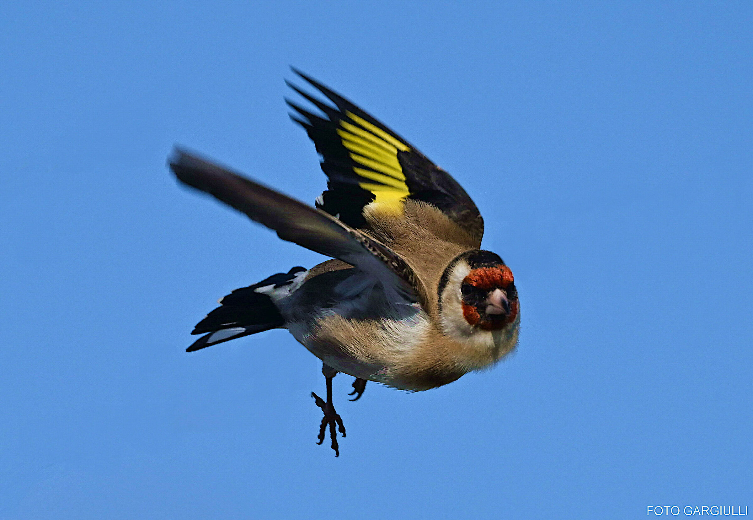 Goldfinch in flight