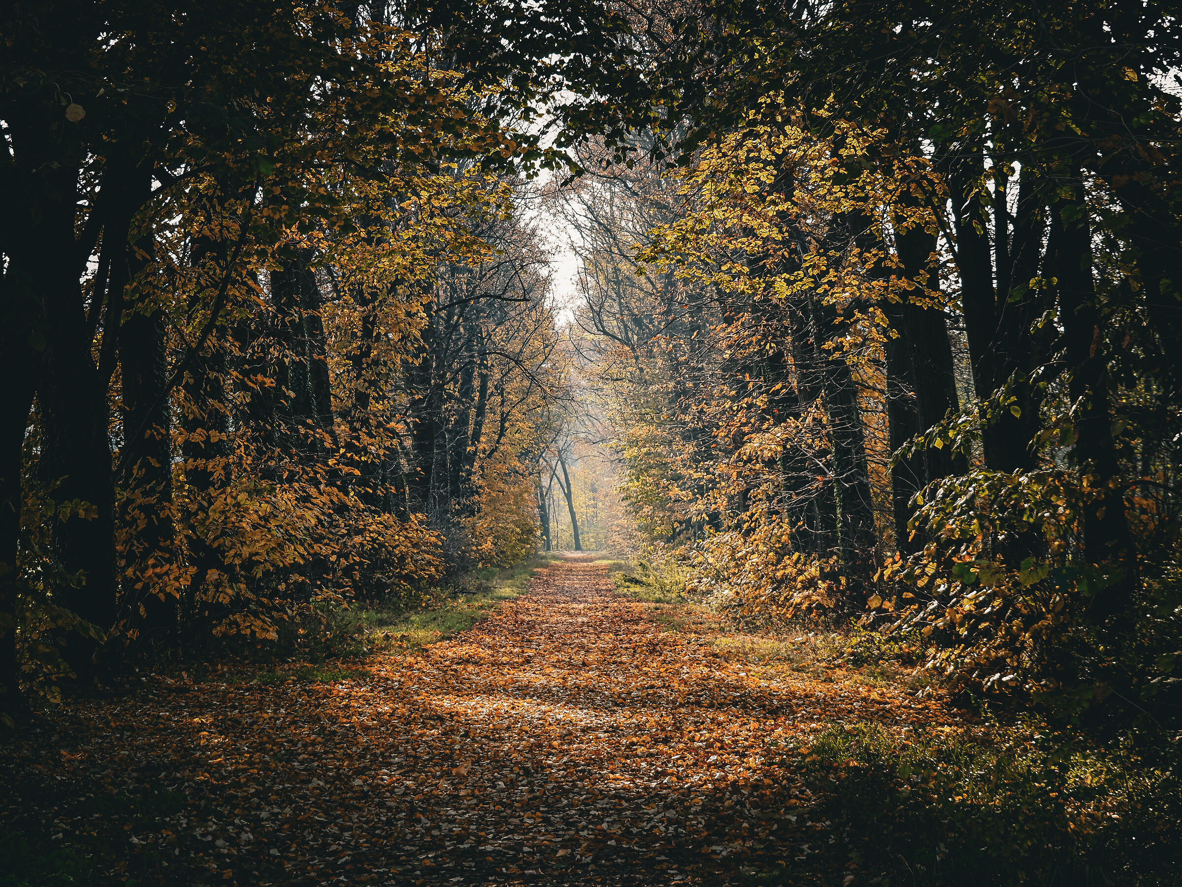 Parco di monza