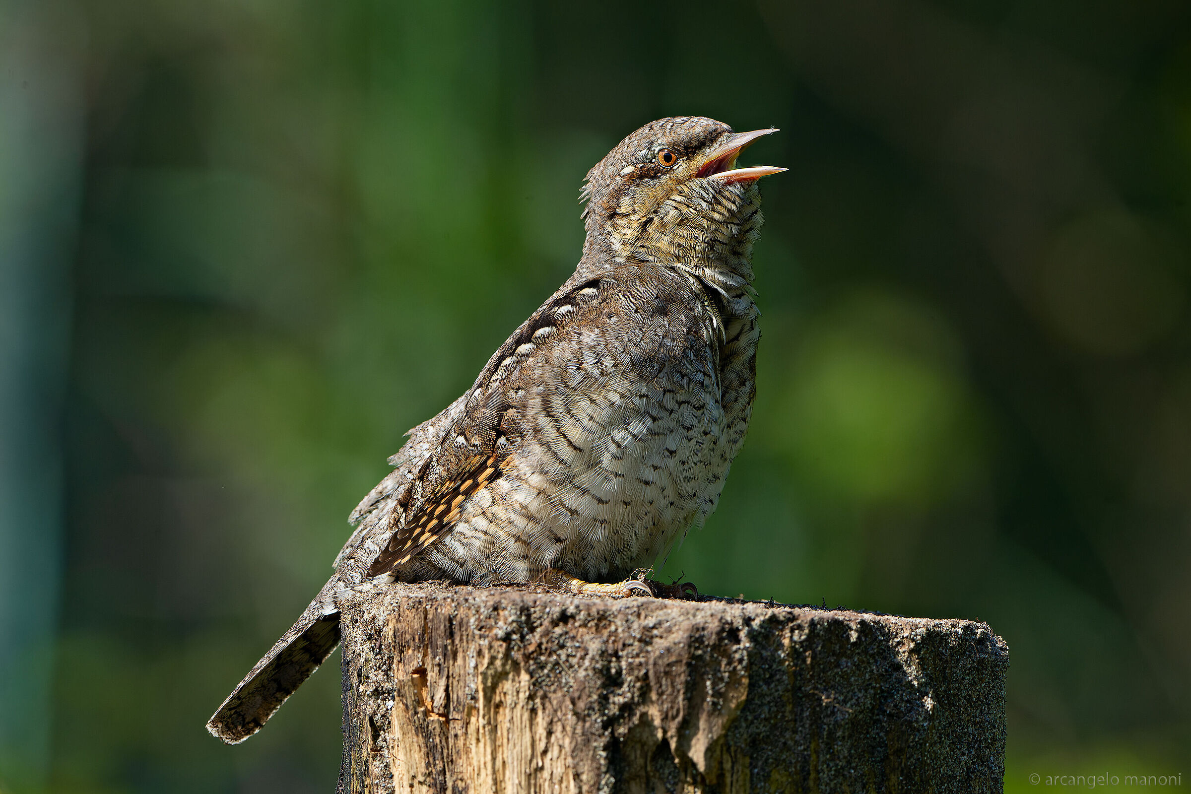 Il tronista torcicollo