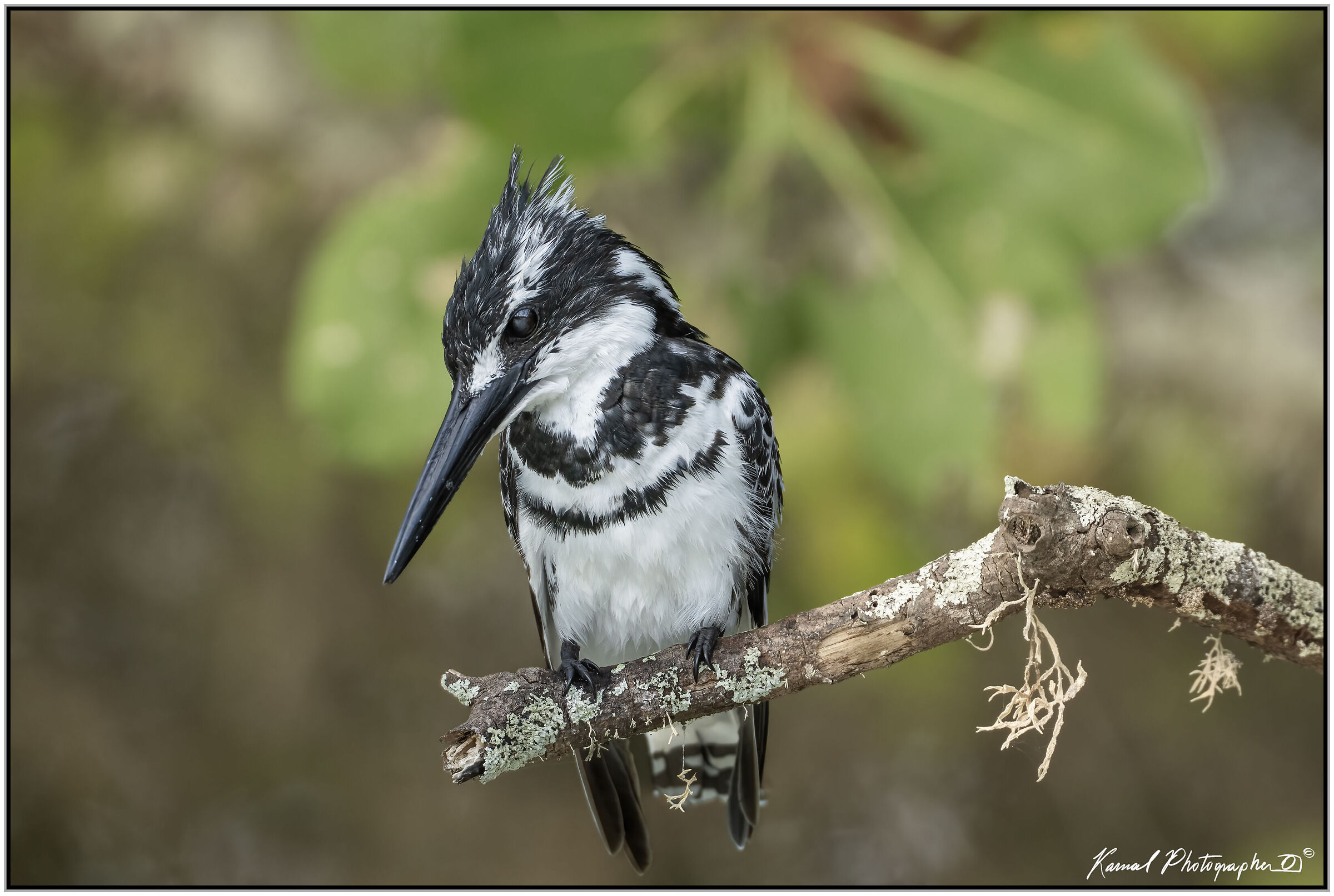 Pied kingfisher (Ceryle rudis)
