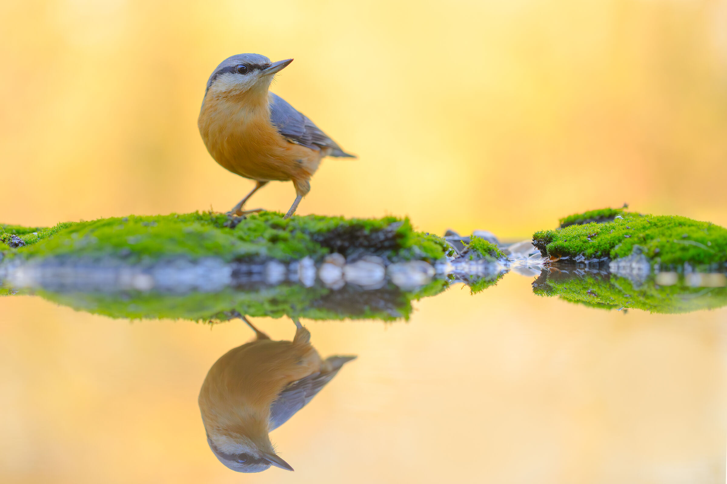 Wood nuthatch