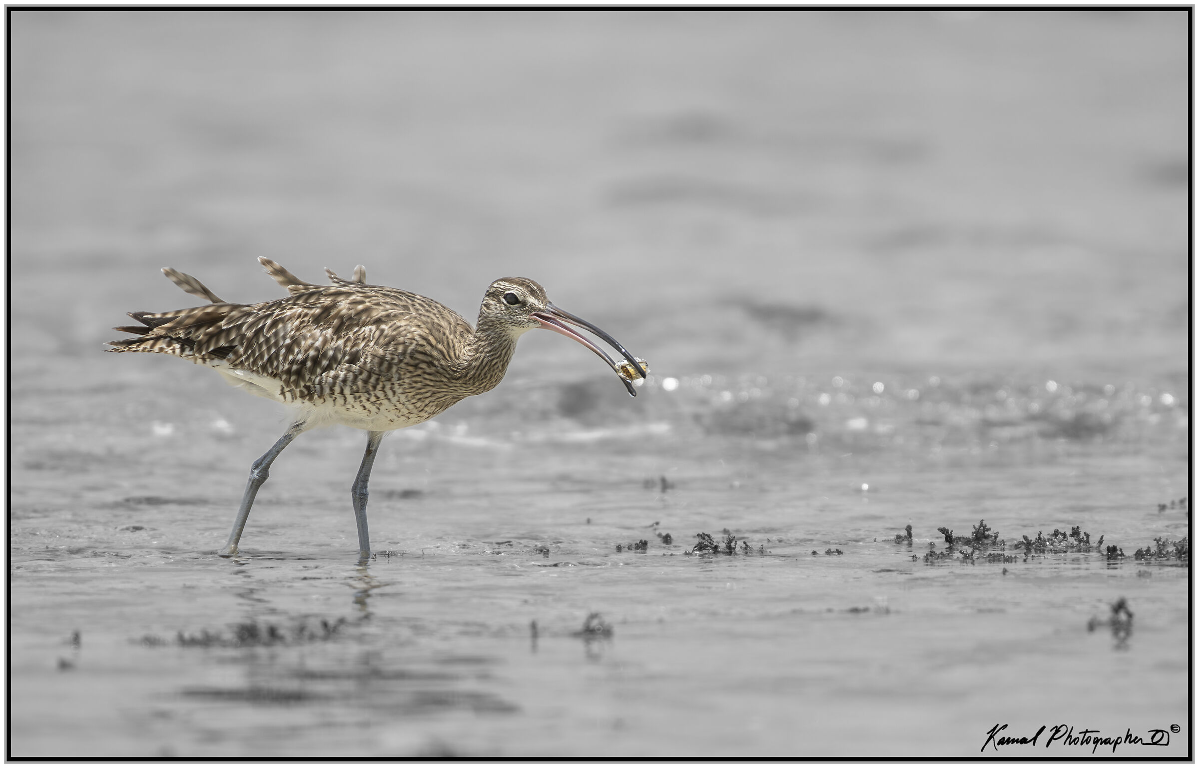 Eurasian Curlew (Numenius arquata)