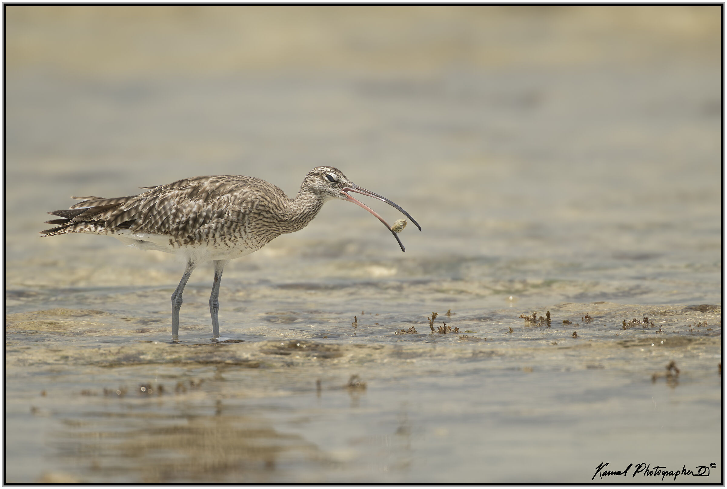 Eurasian Curlew (Numenius arquata)