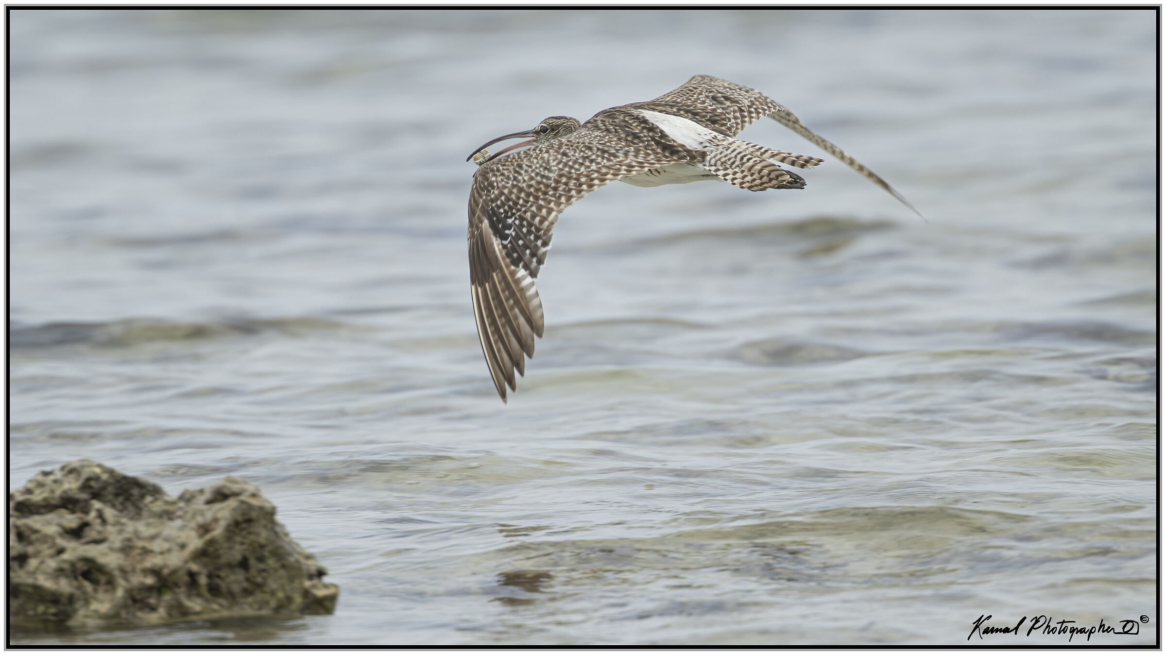 Eurasian Curlew (Numenius arquata)