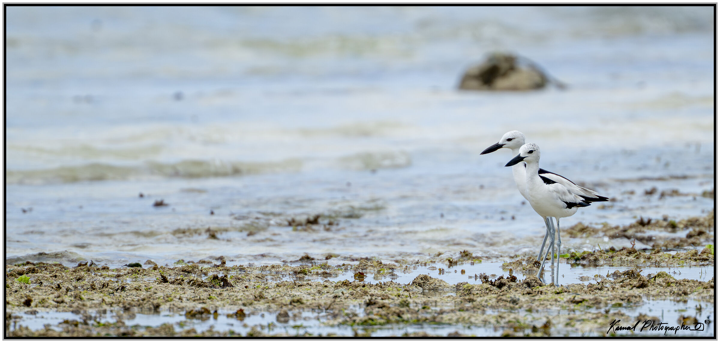 Droma (Dromas ardeola)