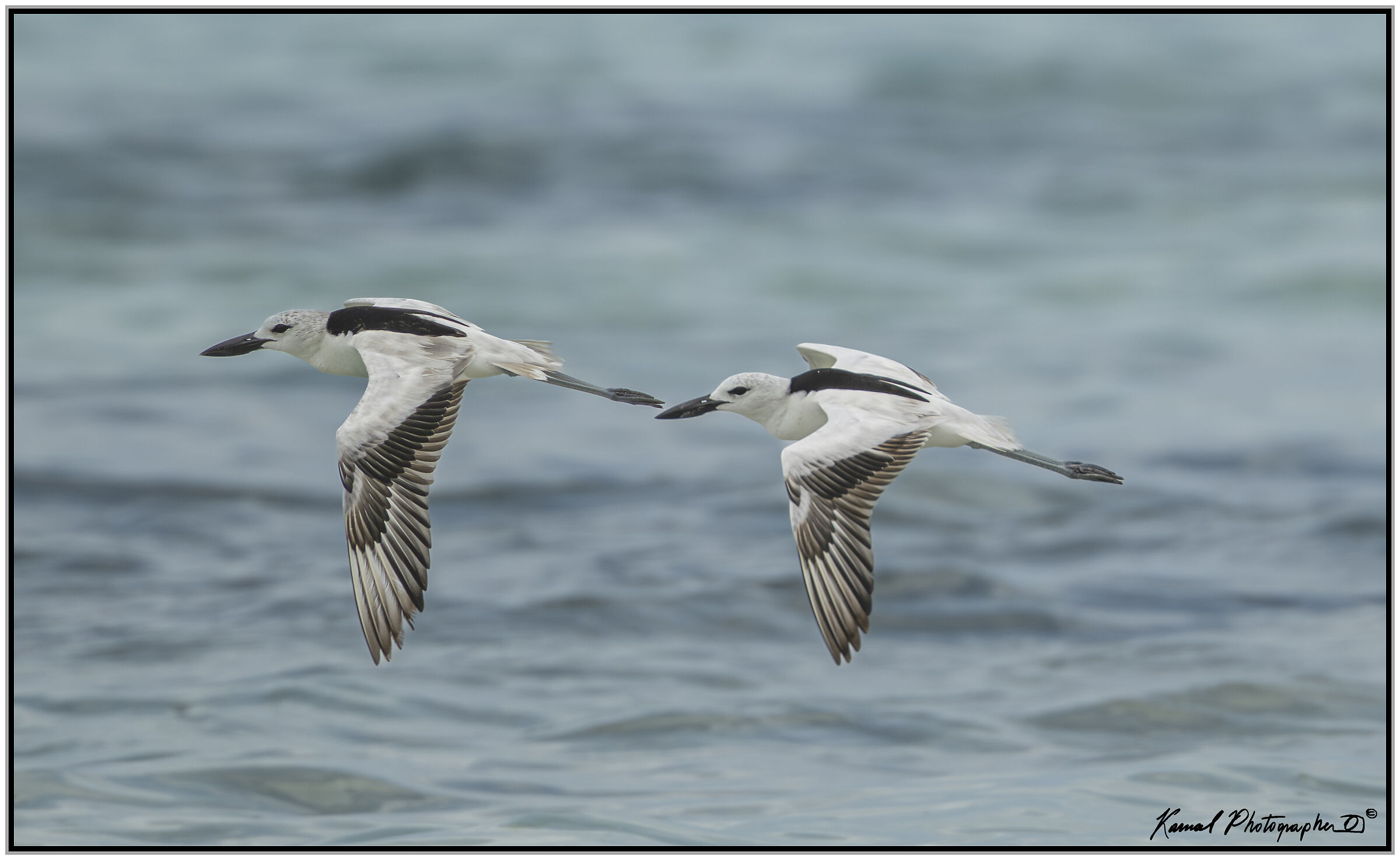 Droma (Dromas ardeola)