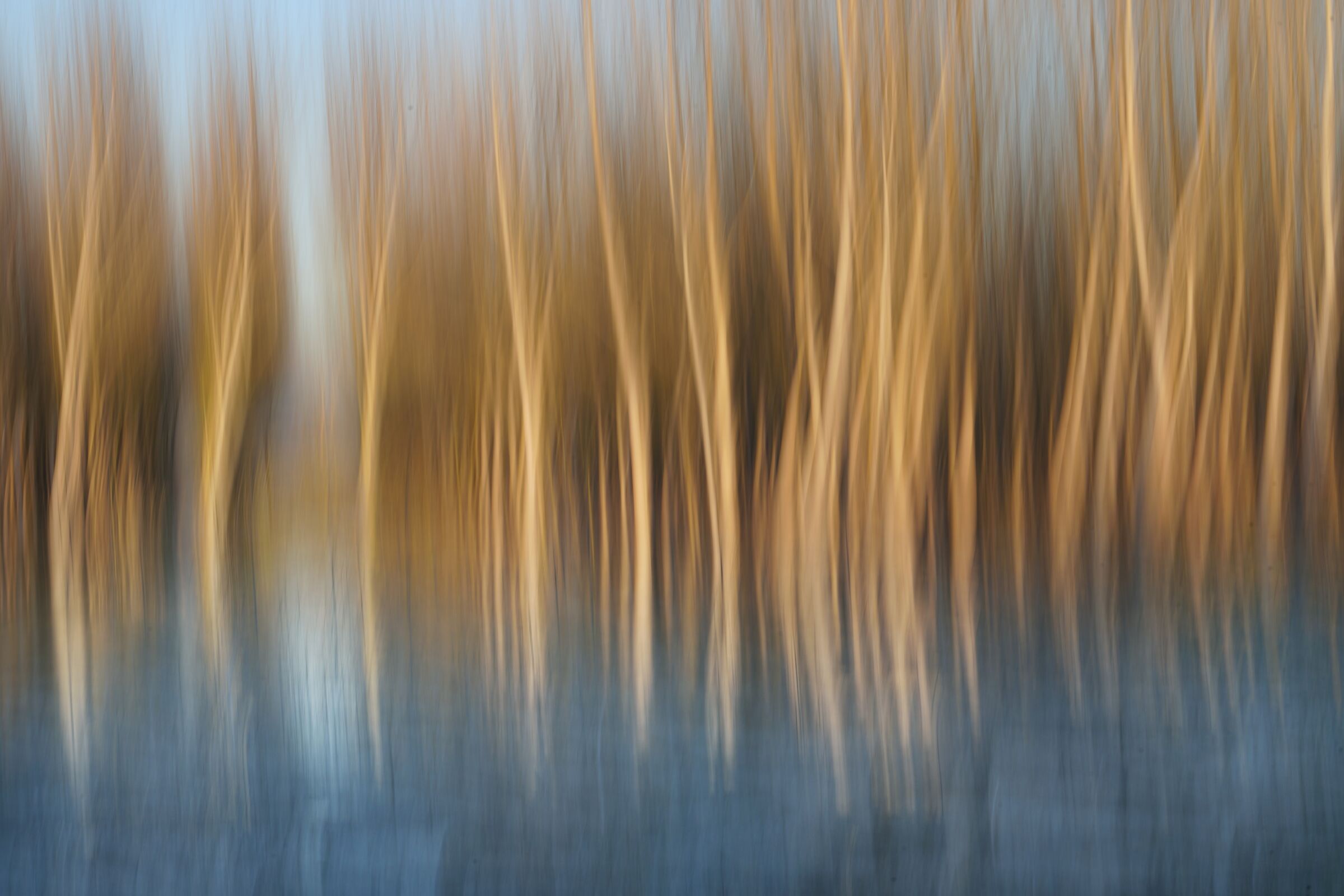 Wood Wind Twist