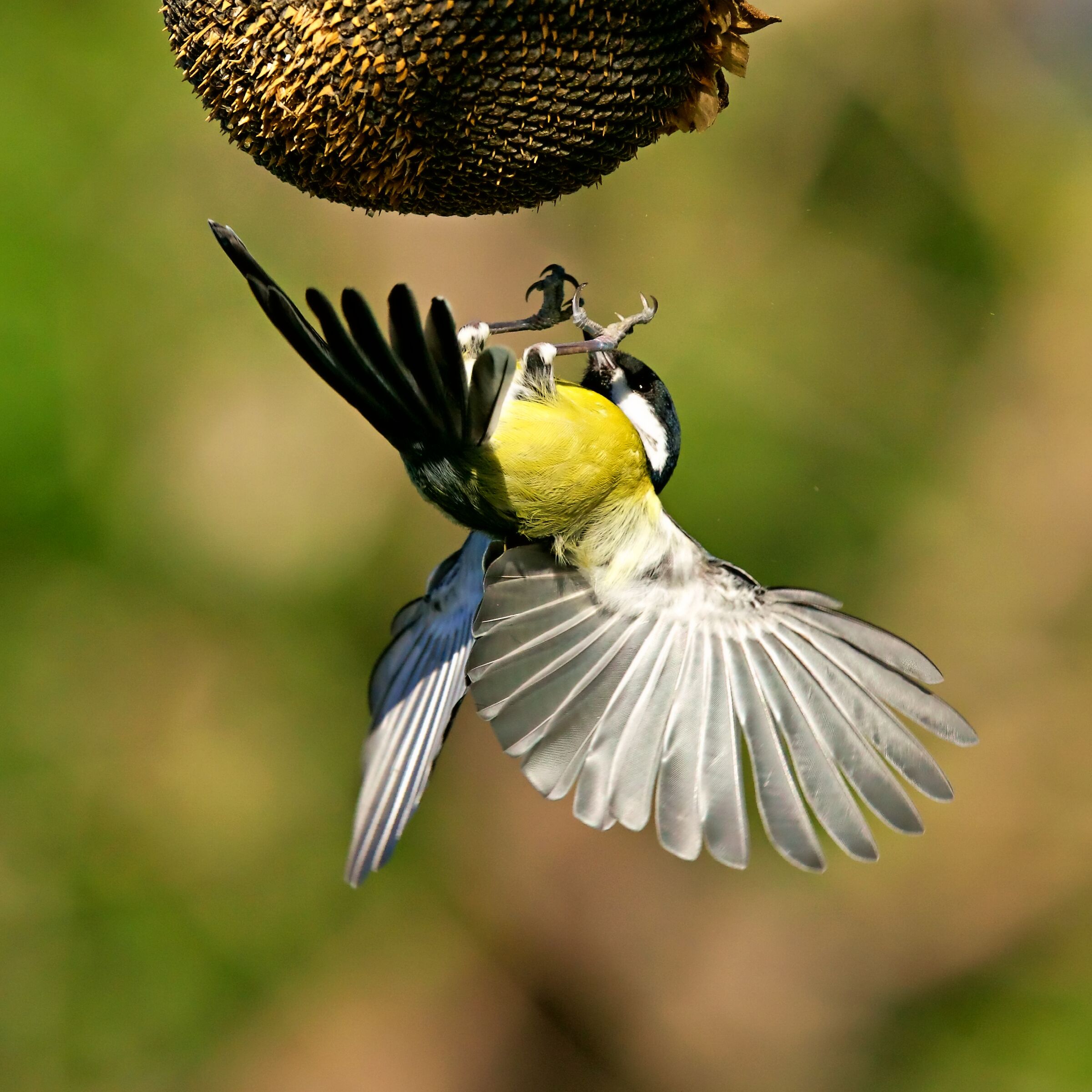 Le acrobazie della cinciallegra