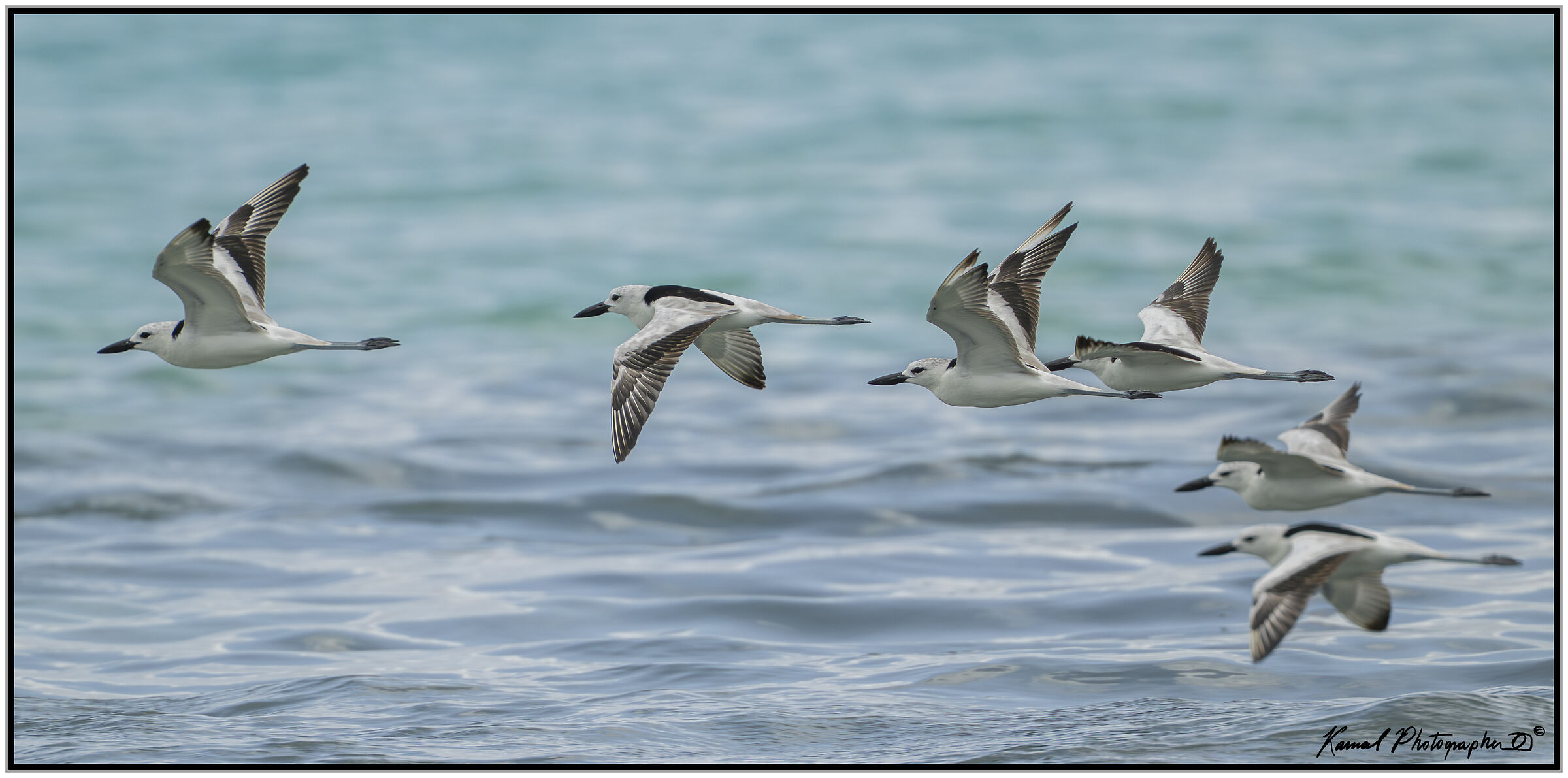 Droma (Dromas ardeola)