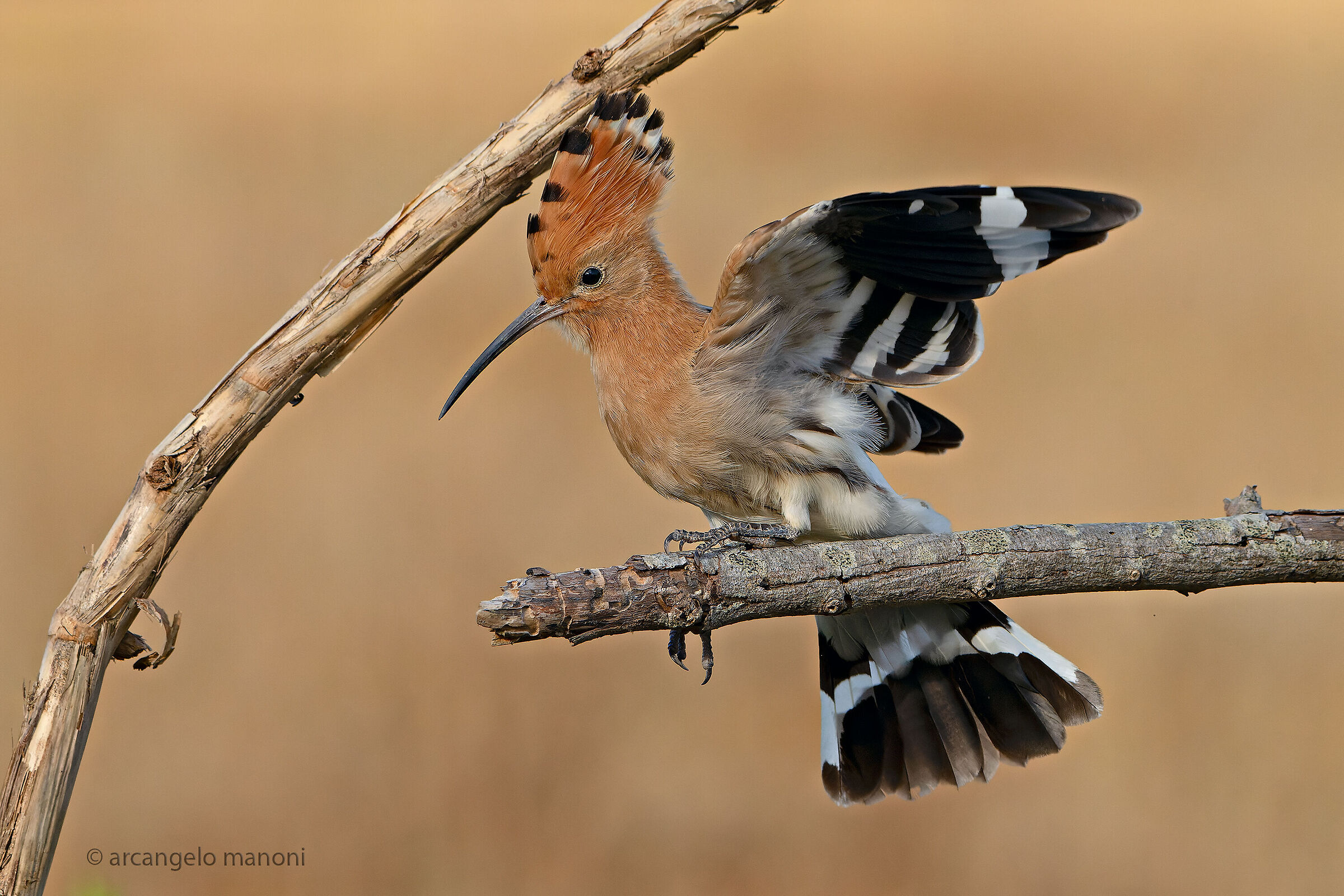 L'upupa in movimento